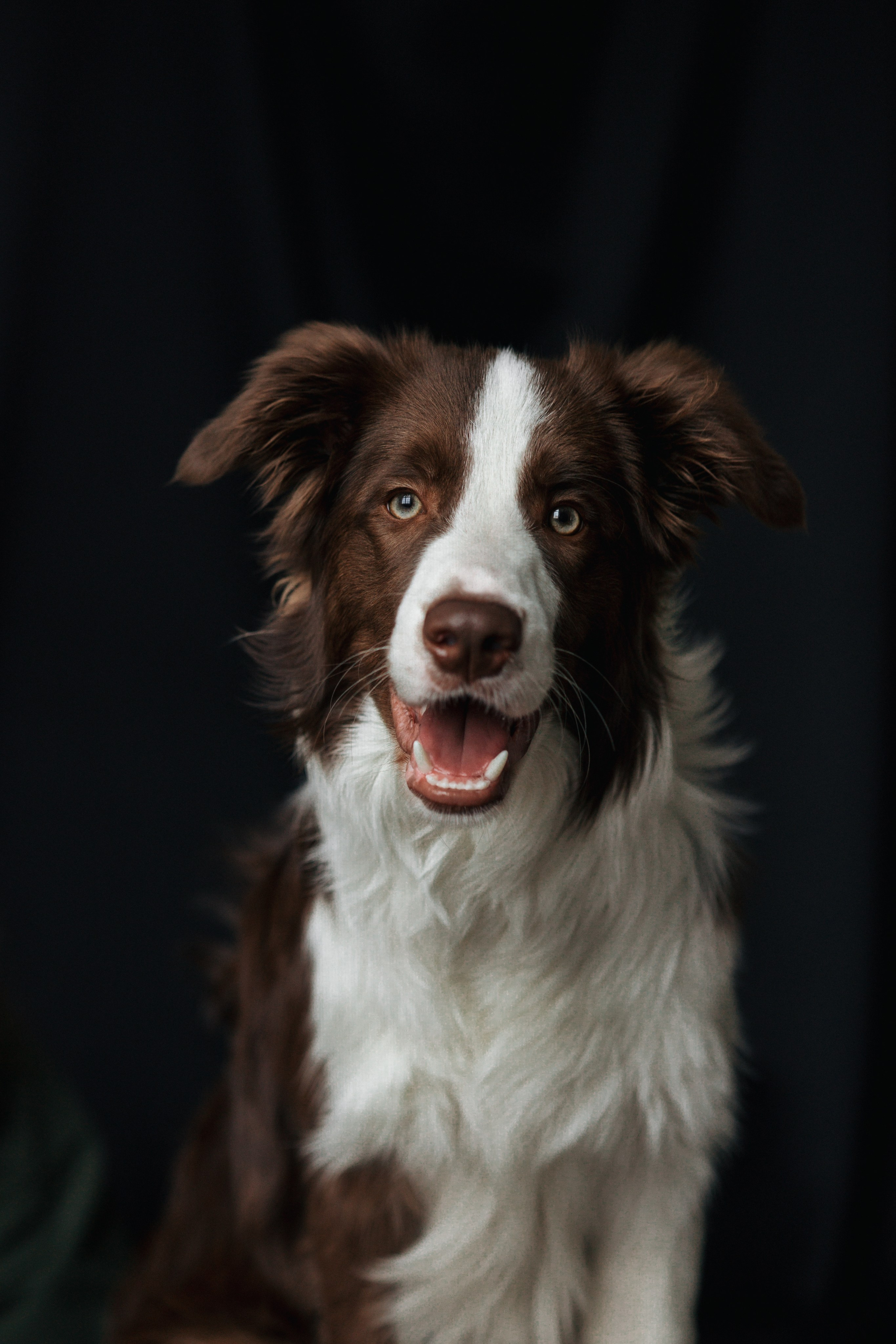 Настя и Симба. Фотограф — Анималист | Санкт-Петербург