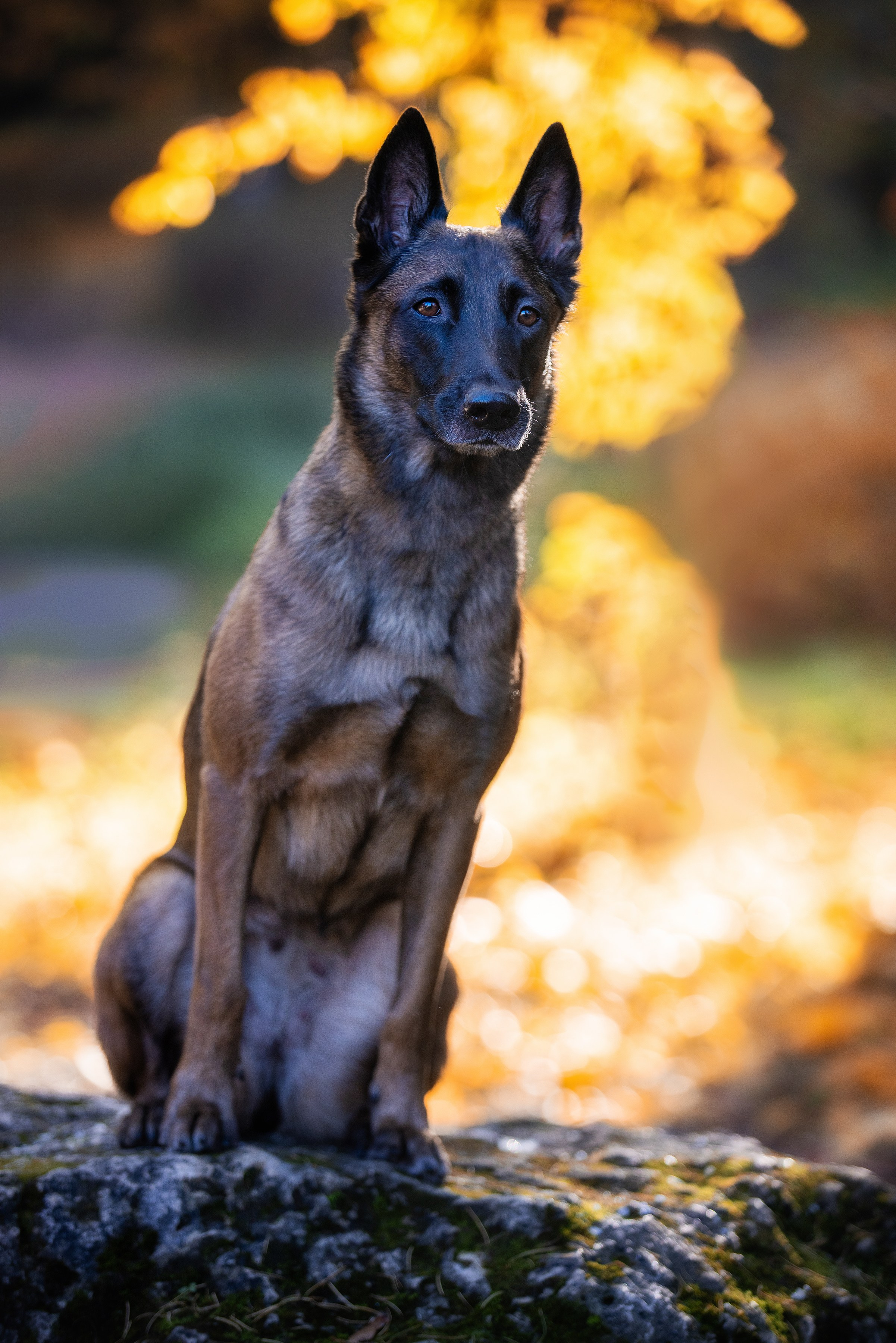 Собаки и не только. Фотограф Алена Звездина