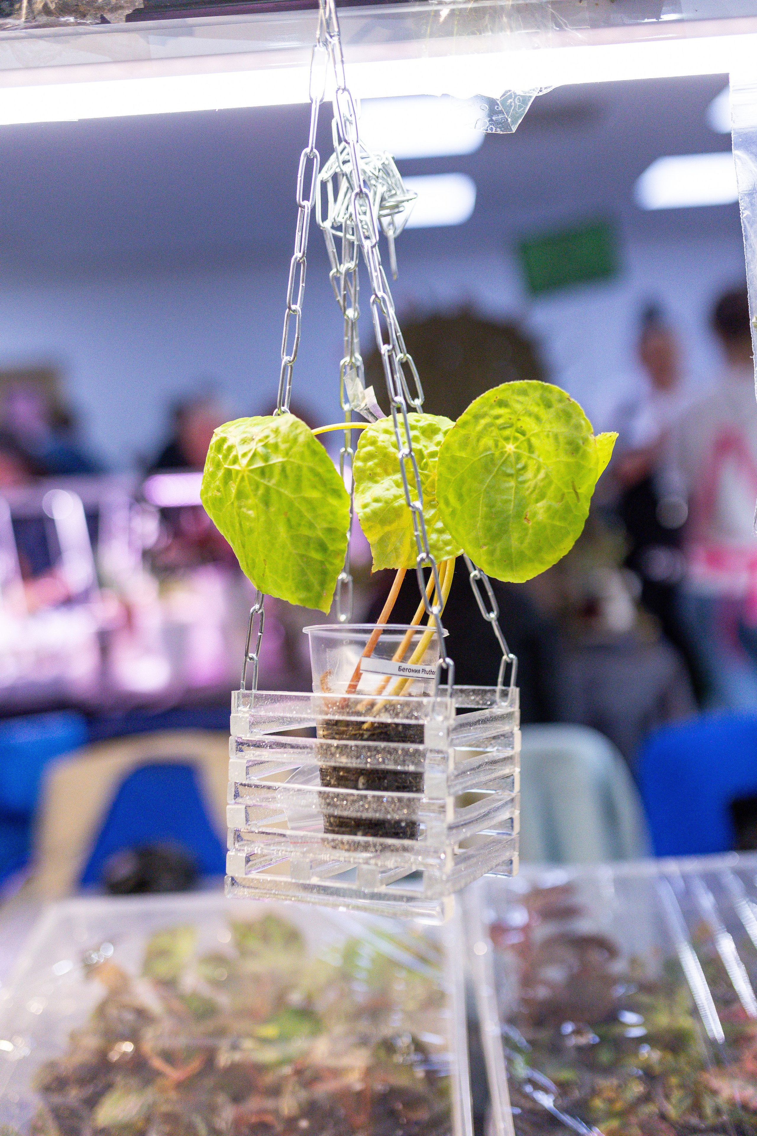 Орхидиум май 2025. Александра Куликова фотограф, Москва