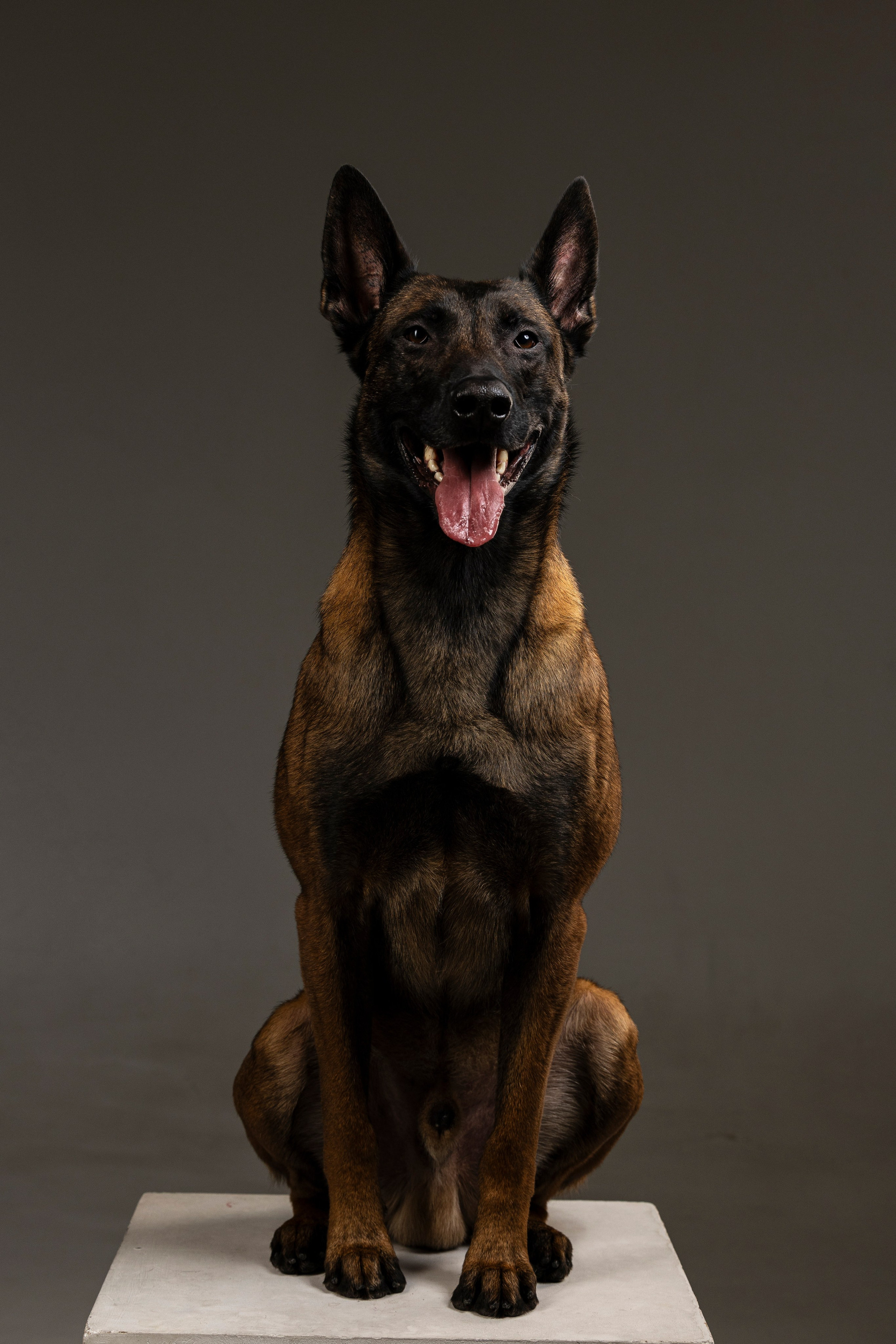 Студия. Фотограф-анималист Анна Маринич