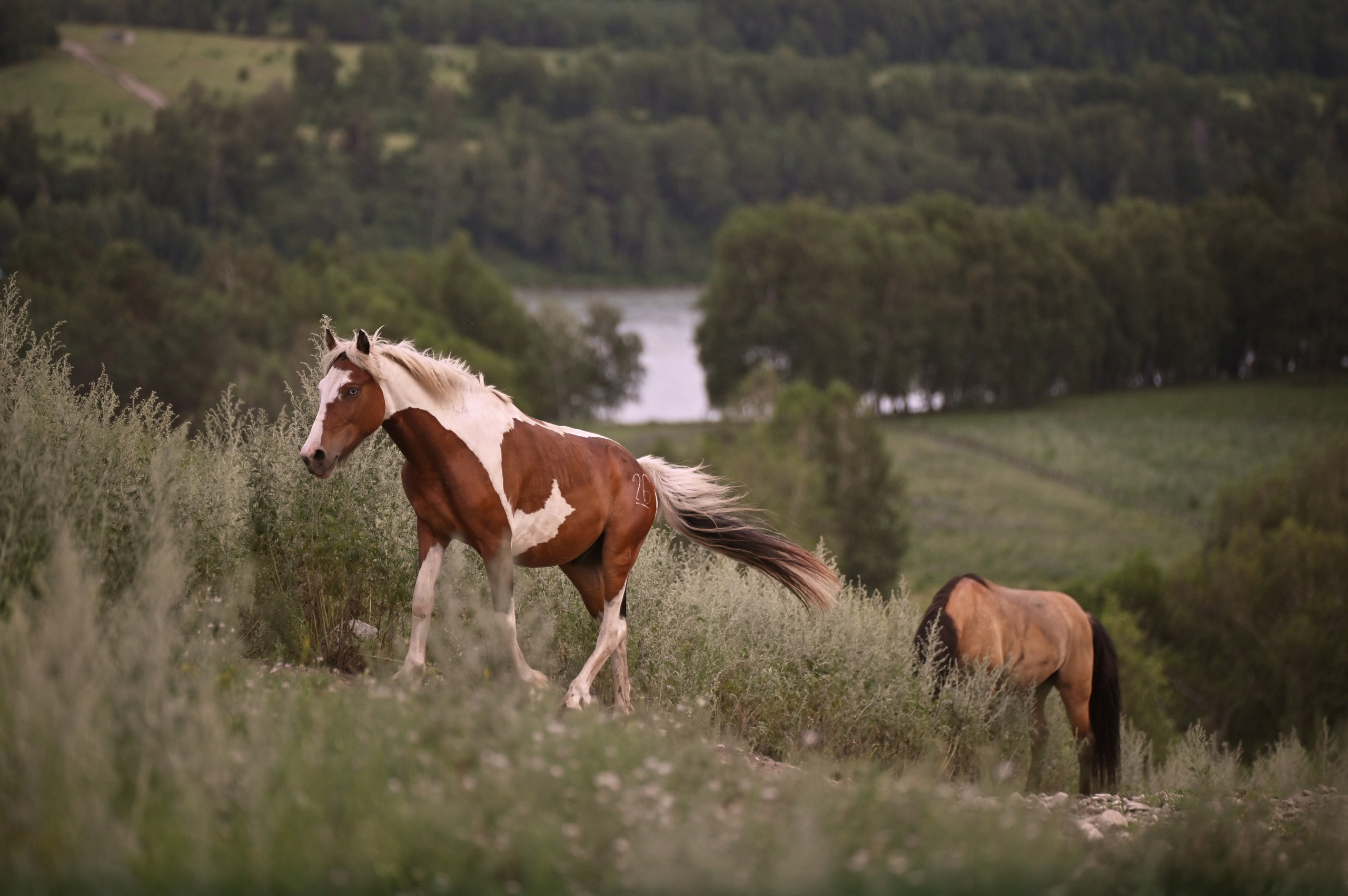 КОННЫЙ ПОХОД ПО АЛТАЮ. Уникальные экспедиции — LUCKY CLAN