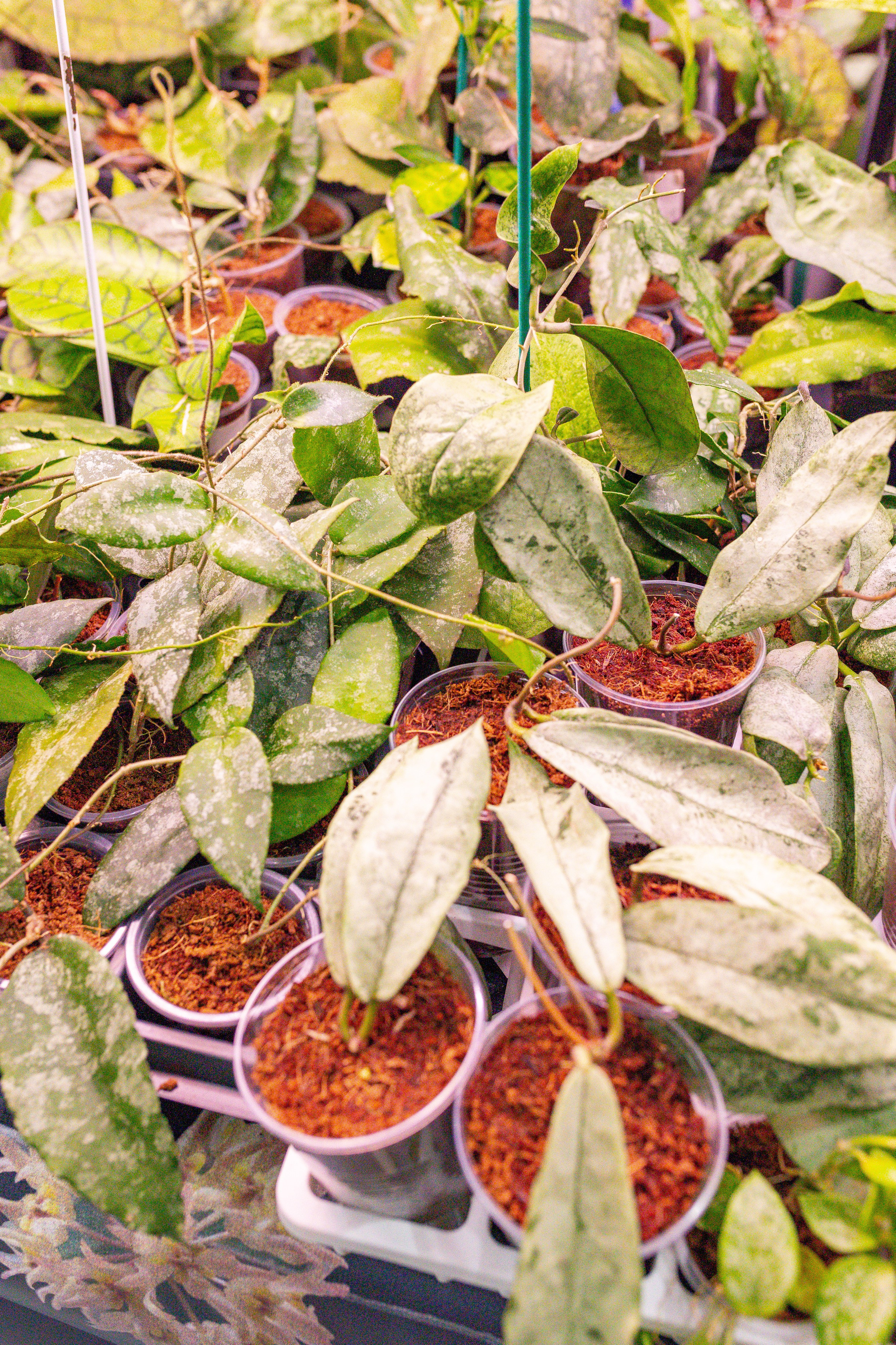 Орхидиум сентябрь 2025. Александра Куликова фотограф, Москва