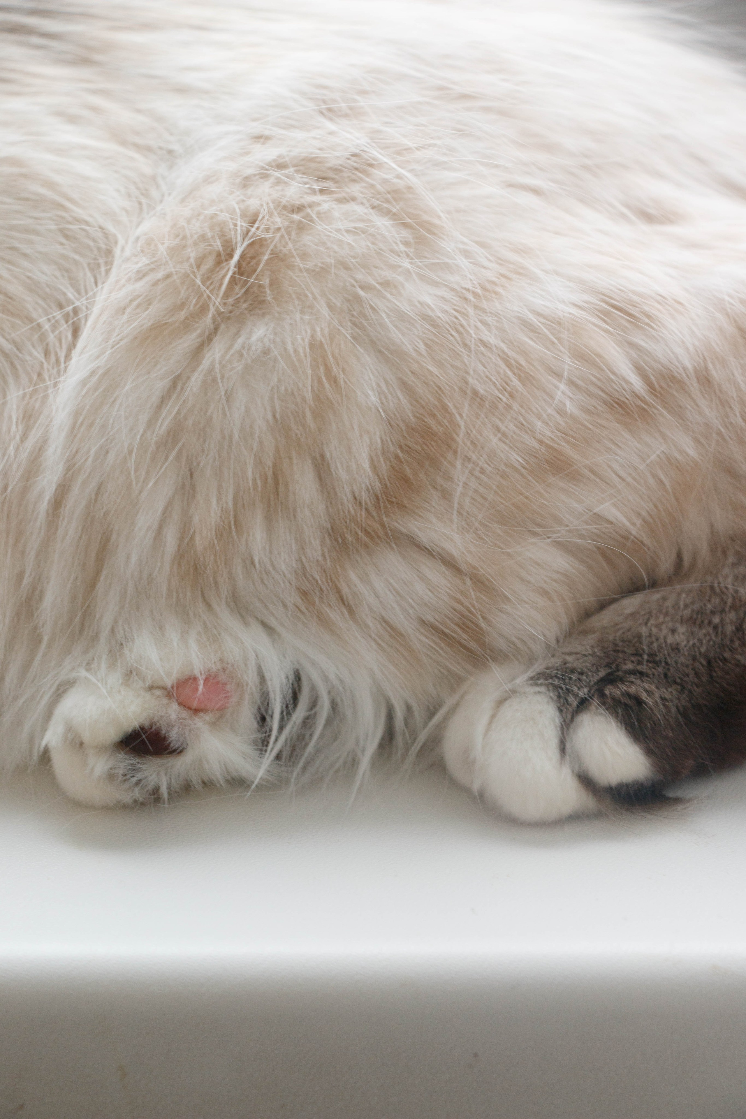 Kristina & Miya. Бережно сохраняю ваши чувства и истории на своих фотографиях