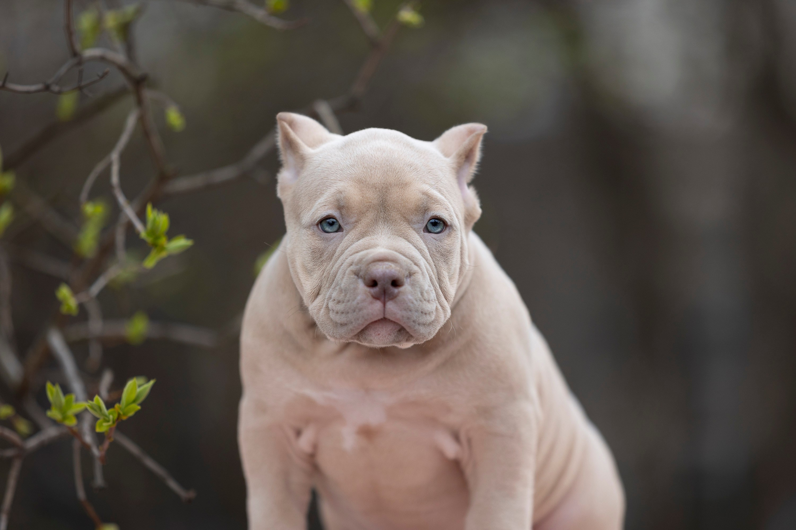 Американский Булли. Фотограф анималист, семейный фотограф, фотограф собак Комратова Мария. г. Москва