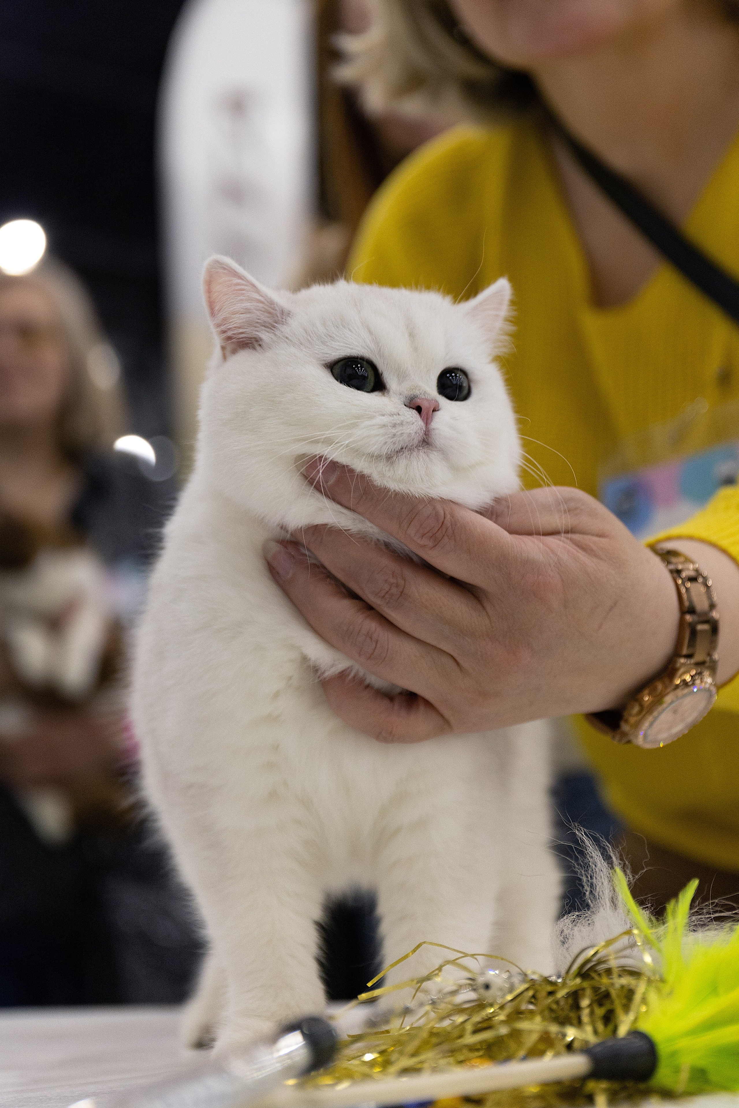 Анималистика