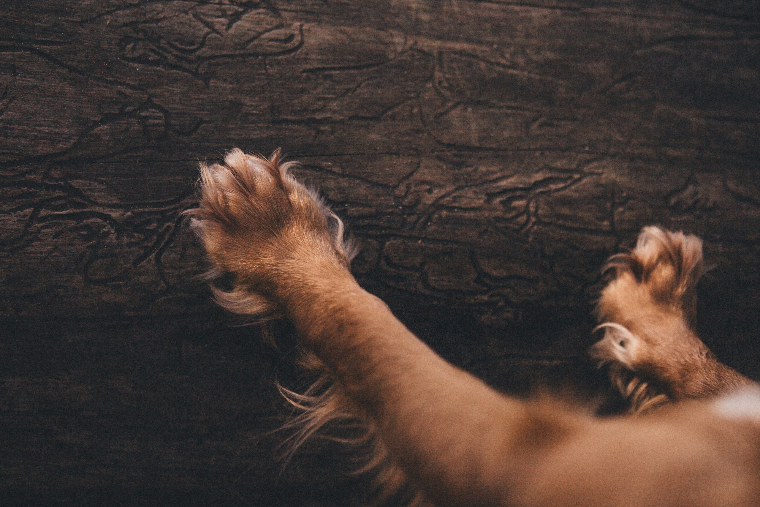 Julia & Jessie. Portrait, family and pet photographer in Cyprus, Ksenia Bourdelle