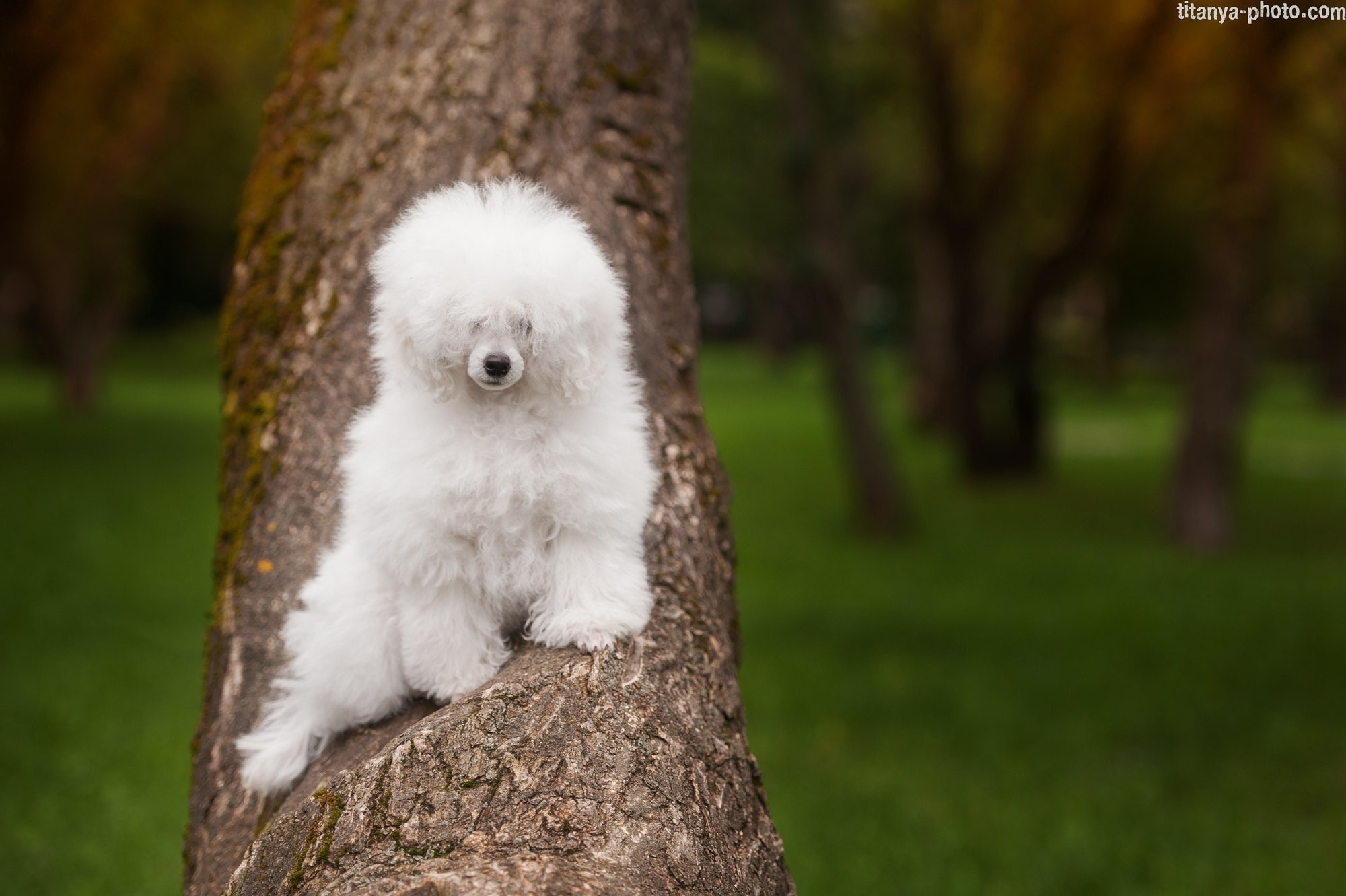 Фотография собак, фотограф-анималист Москва. Фотограф собак, фотограф-анималист Аня Титова (Titanya). Москва