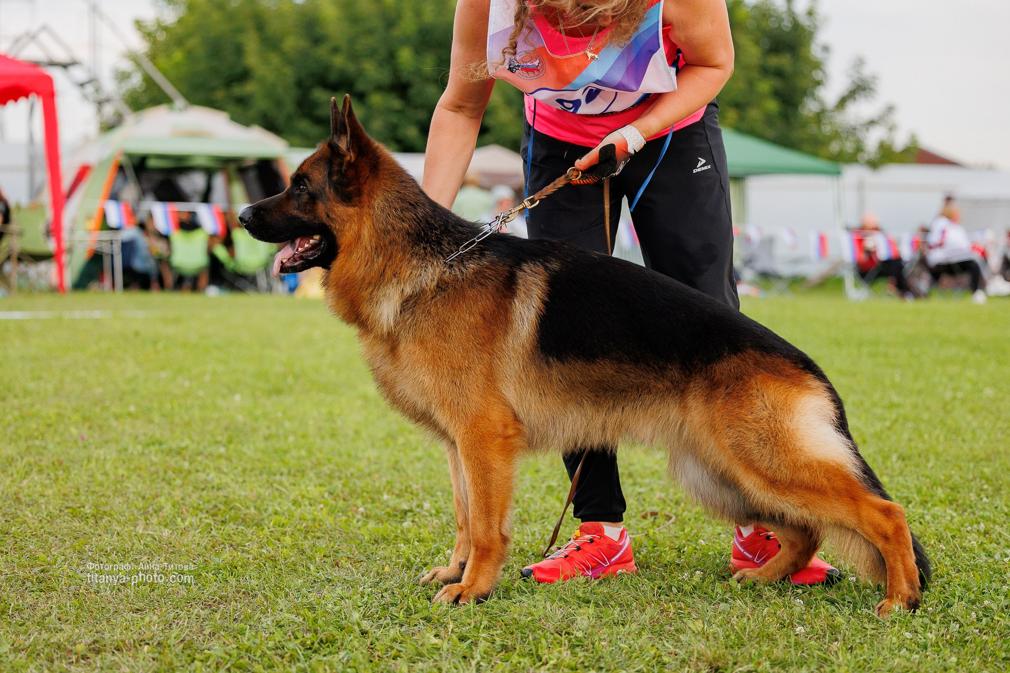 Немецкие овчарки: фото из рингов и вне ринга, мутпроба (фотографии с выставок). Фотограф собак, фотограф-анималист Аня Титова (Titanya). Москва