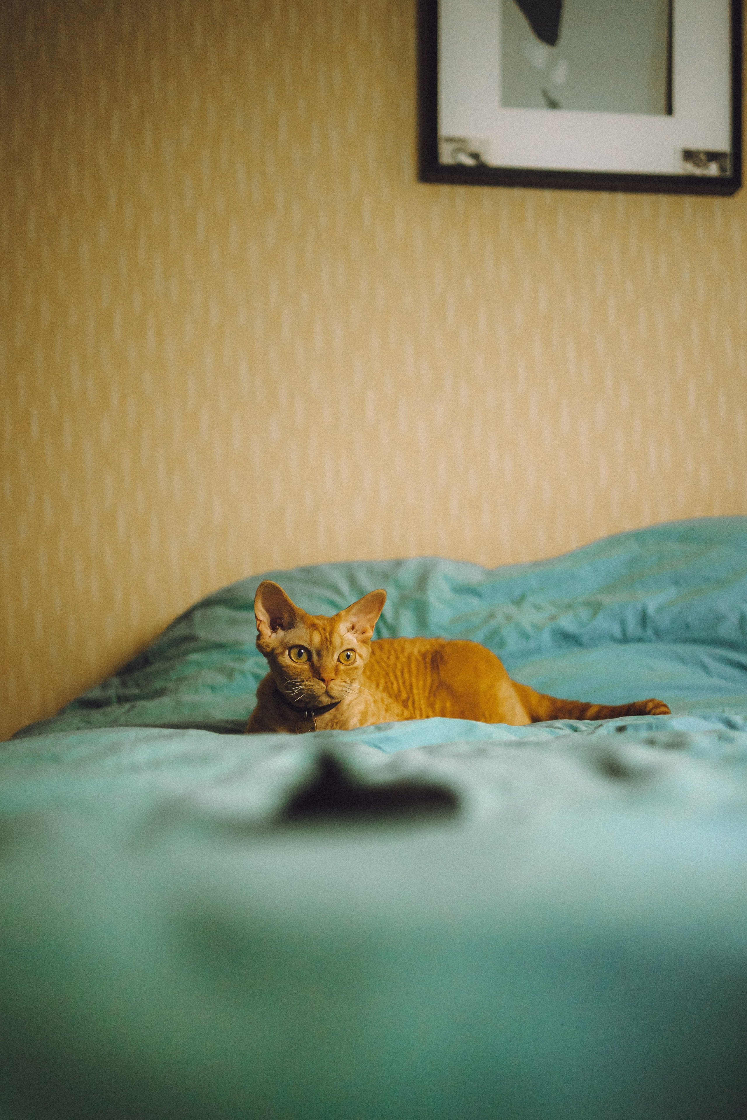 Гречка, Ковш и их семья