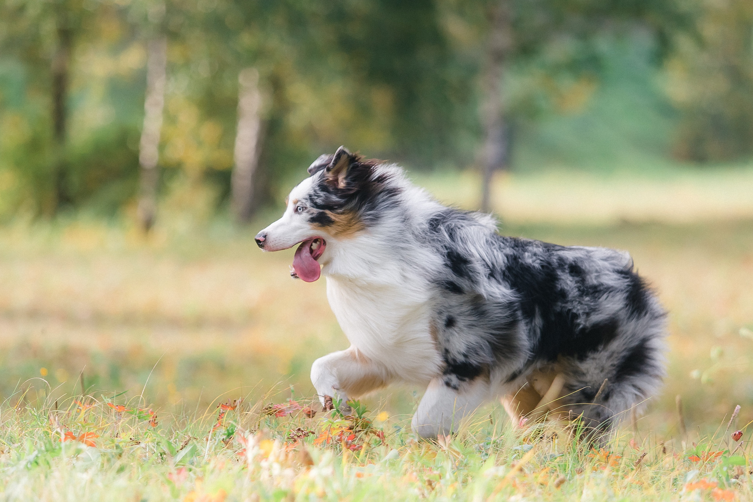 Аусси Дэймон. Свадебный и женский фотограф
