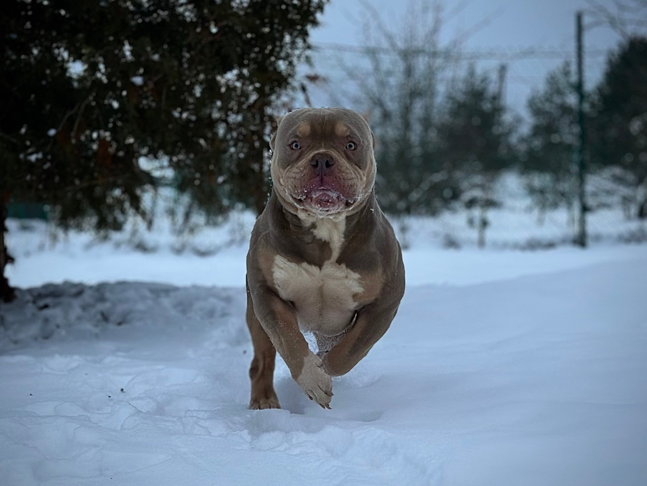 Stark. Питомник американских булли Bounty Pride Bully