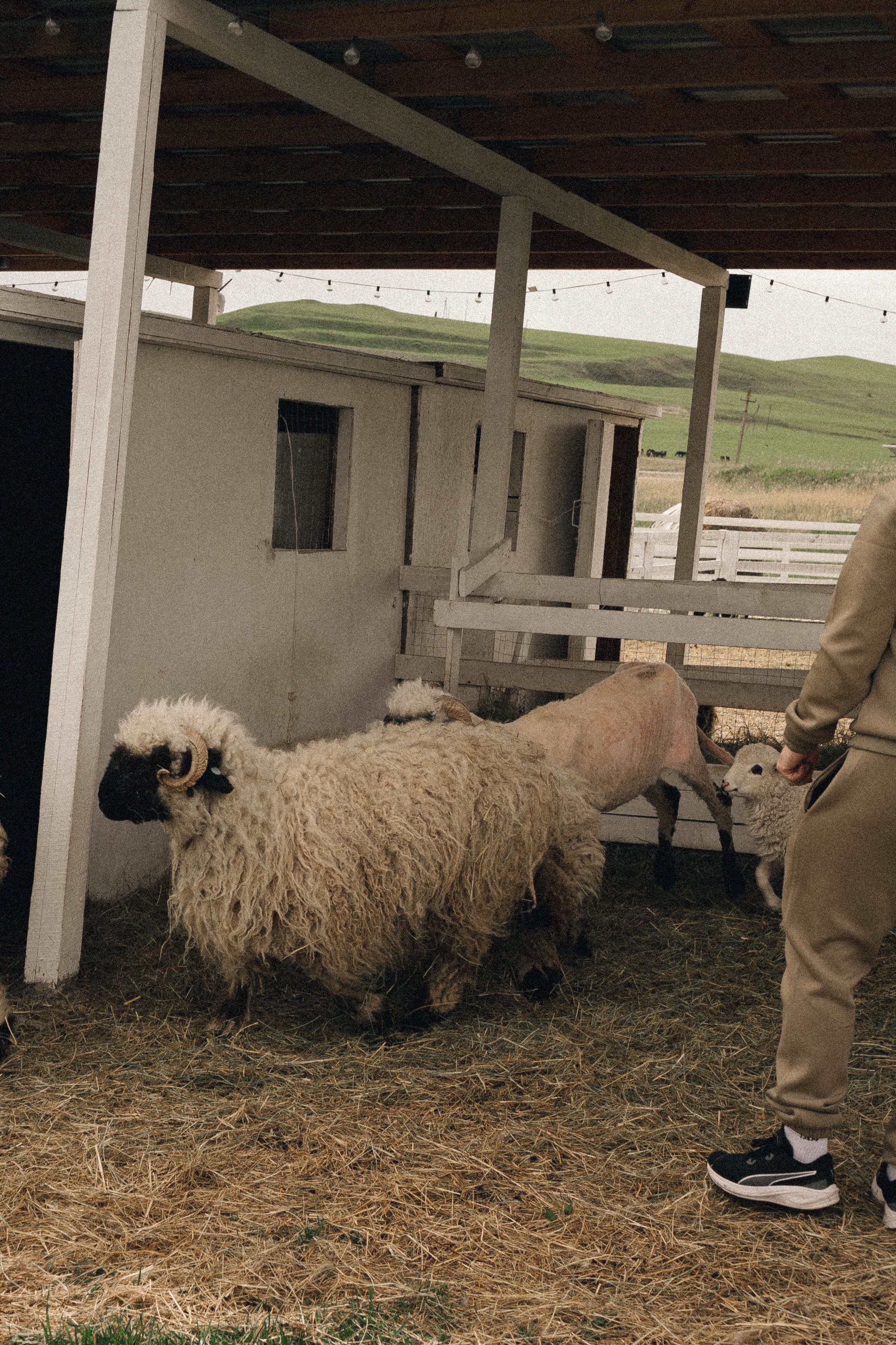 Ферма Альпак. Профессиональный фотограф, Санкт-Петербург — Виктория Богомолова