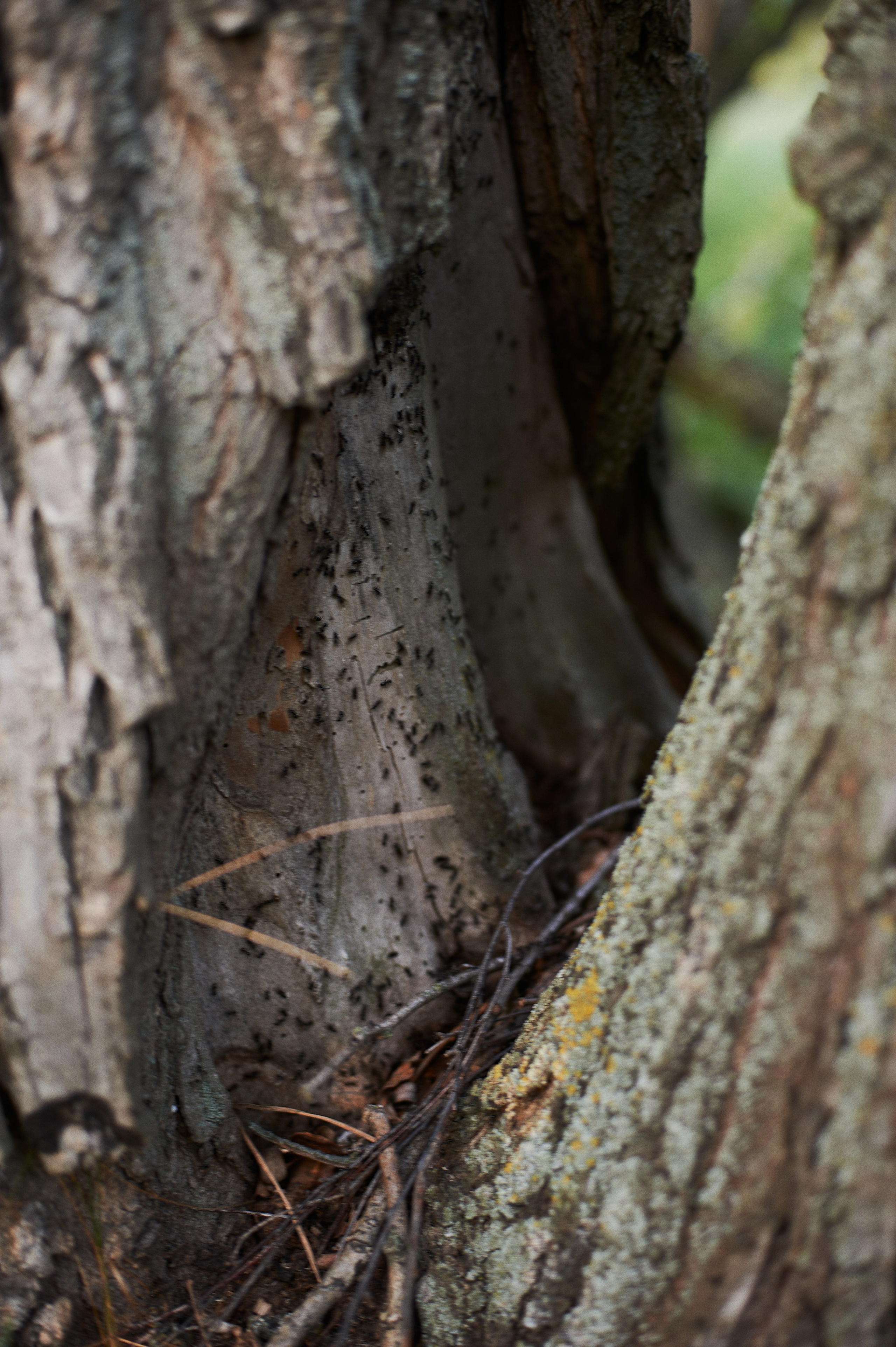 Назира. Портретный фотограф в Воронеже Вячеслав Буряк