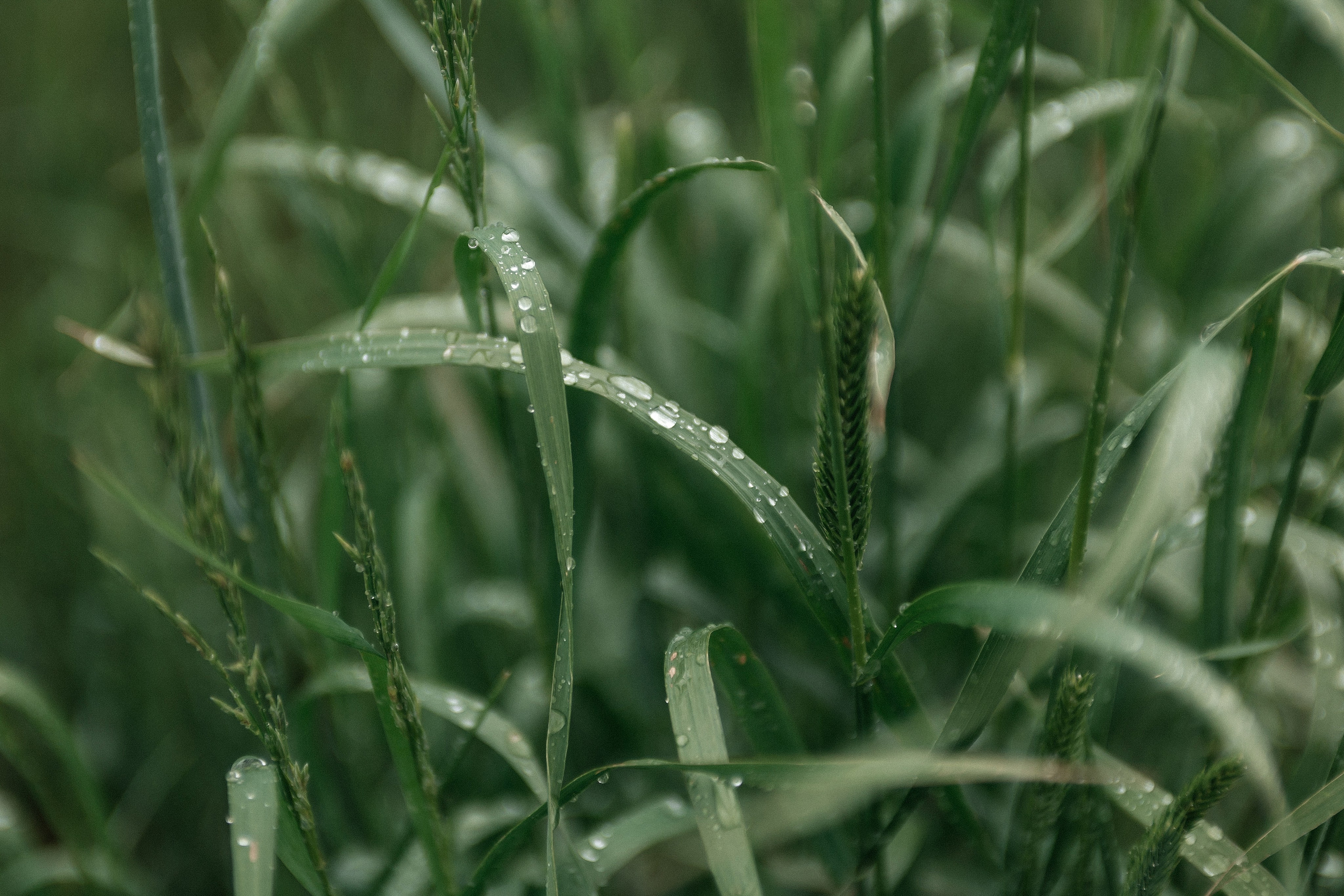 Ксения & Виталий | 07.06.24. Свадебный и семейный фотограф в Омске Евгения Хакимова