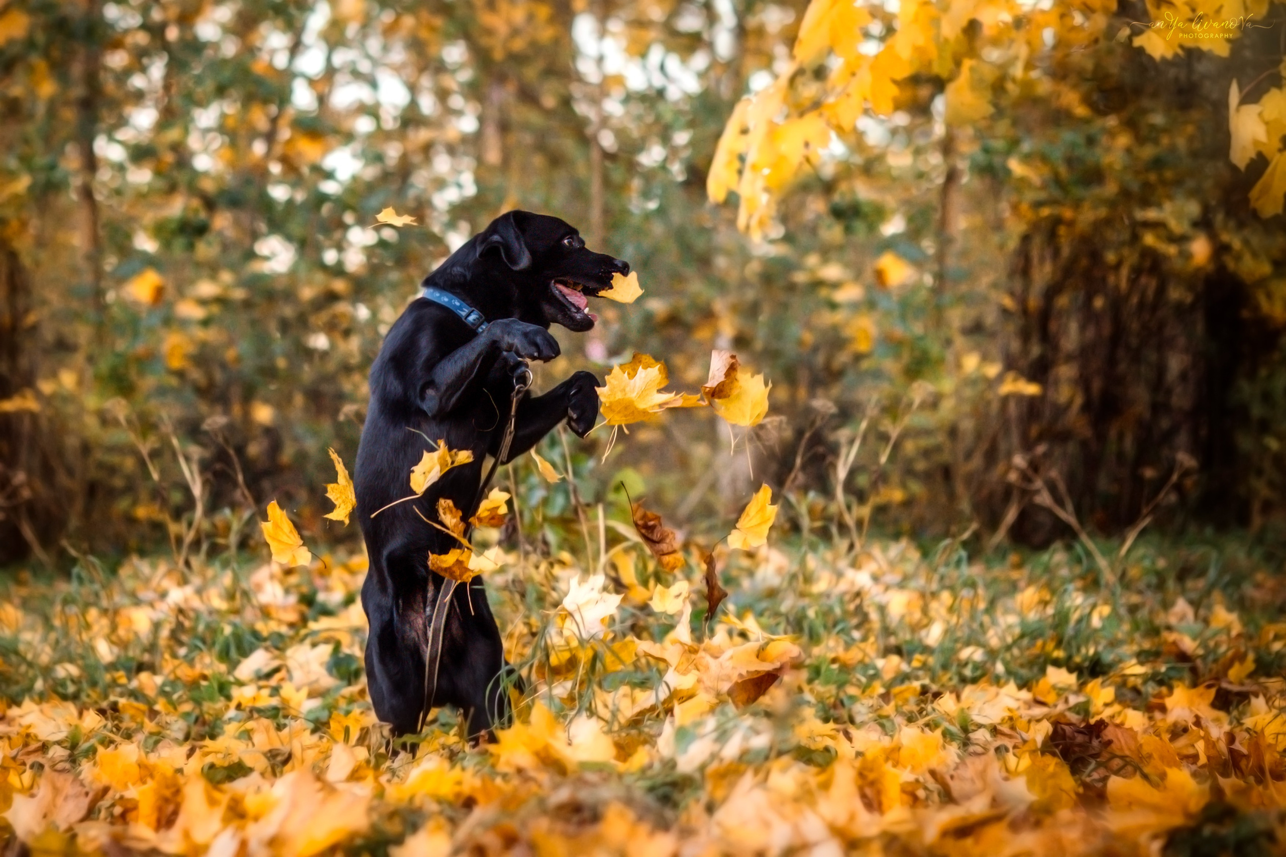 Оскар и его семья в парке. Фотограф анималист Аня Ливанова | Рыбинск