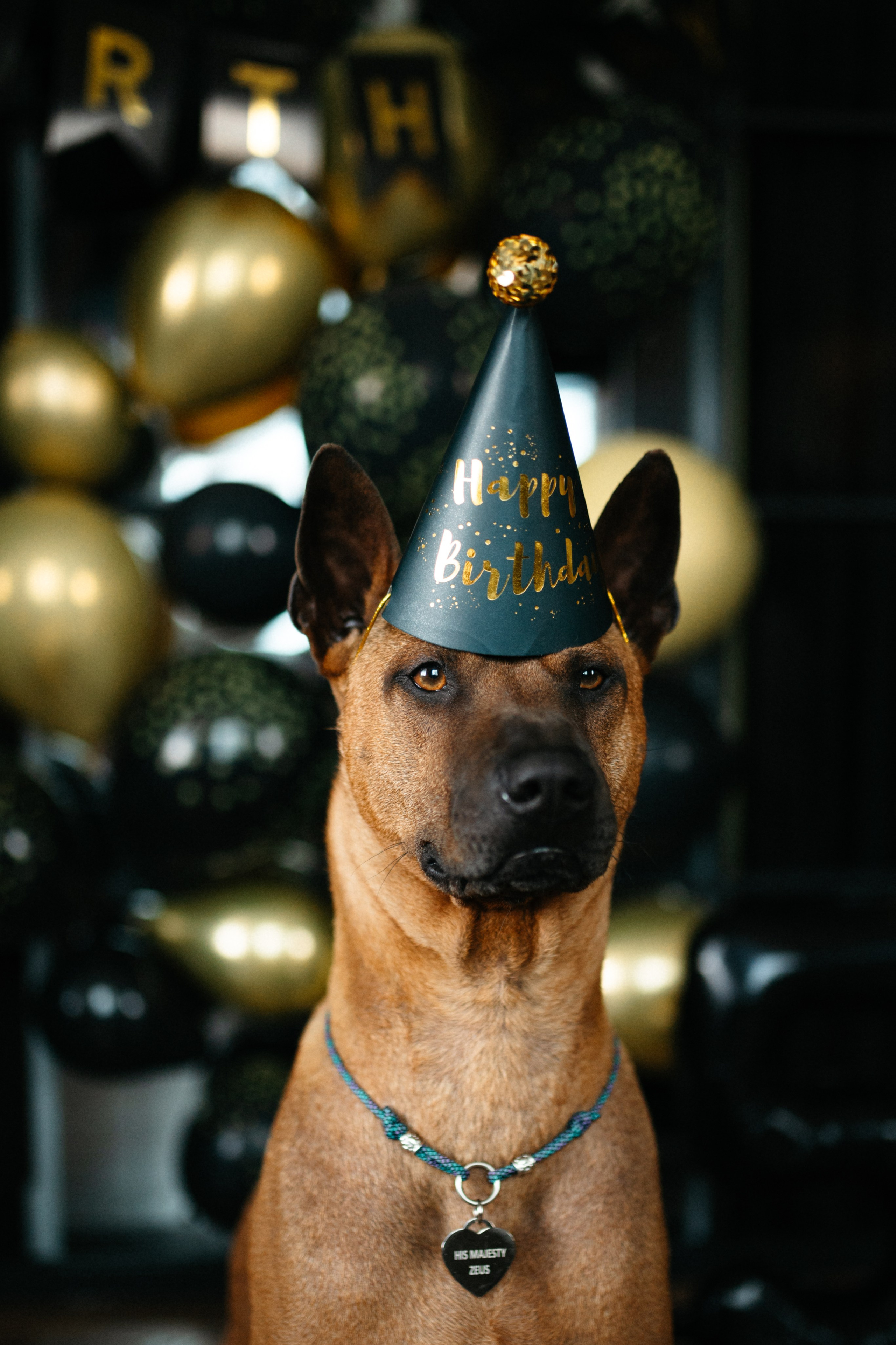 Оксана и Зевс. Фотограф анималист в Москве Ольга Агушева