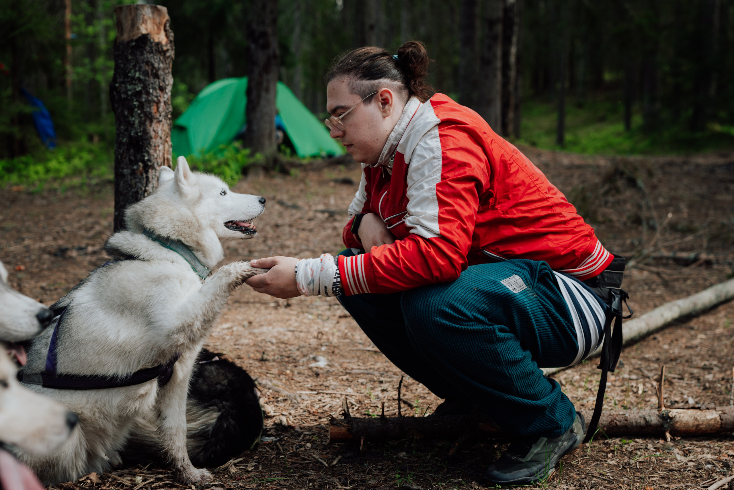 Догтрекинг. Фотограф в Санкт-Петербурге и Ленинградской области