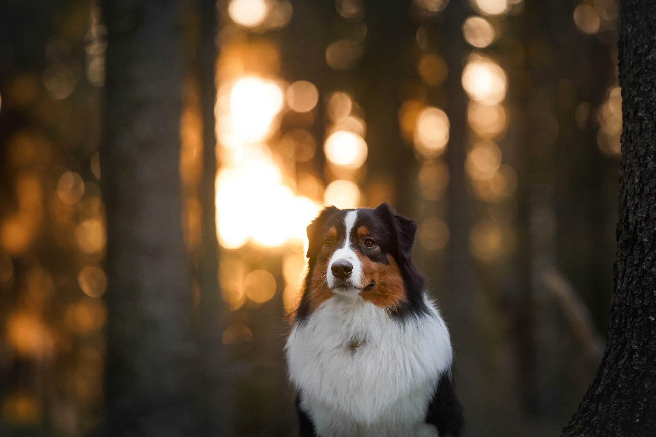 Бэст Айла и Панда. Фотограф-анималист в Санкт-Петербурге Яна Мартынова