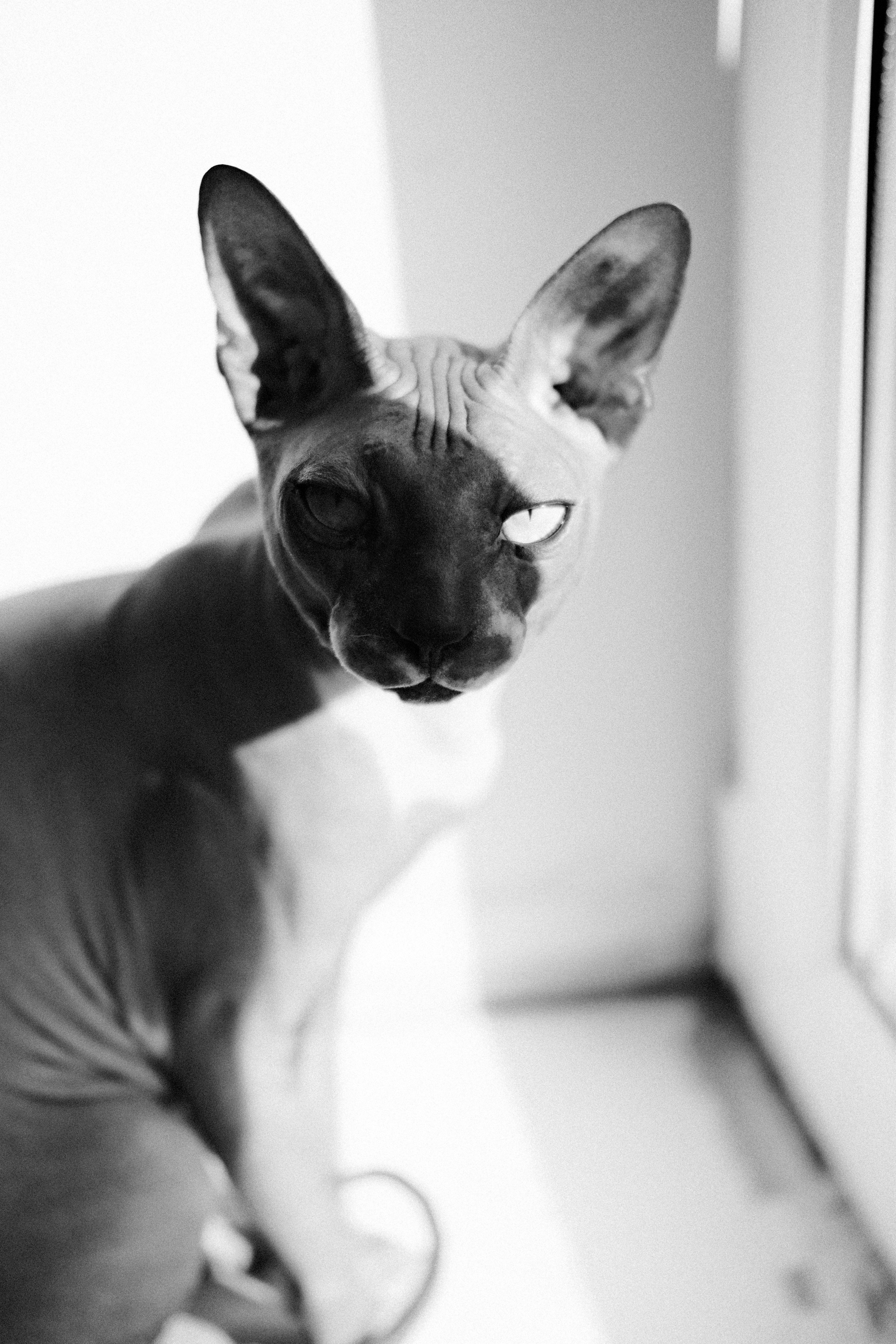 Кошки и собаки. Михаил Долганов