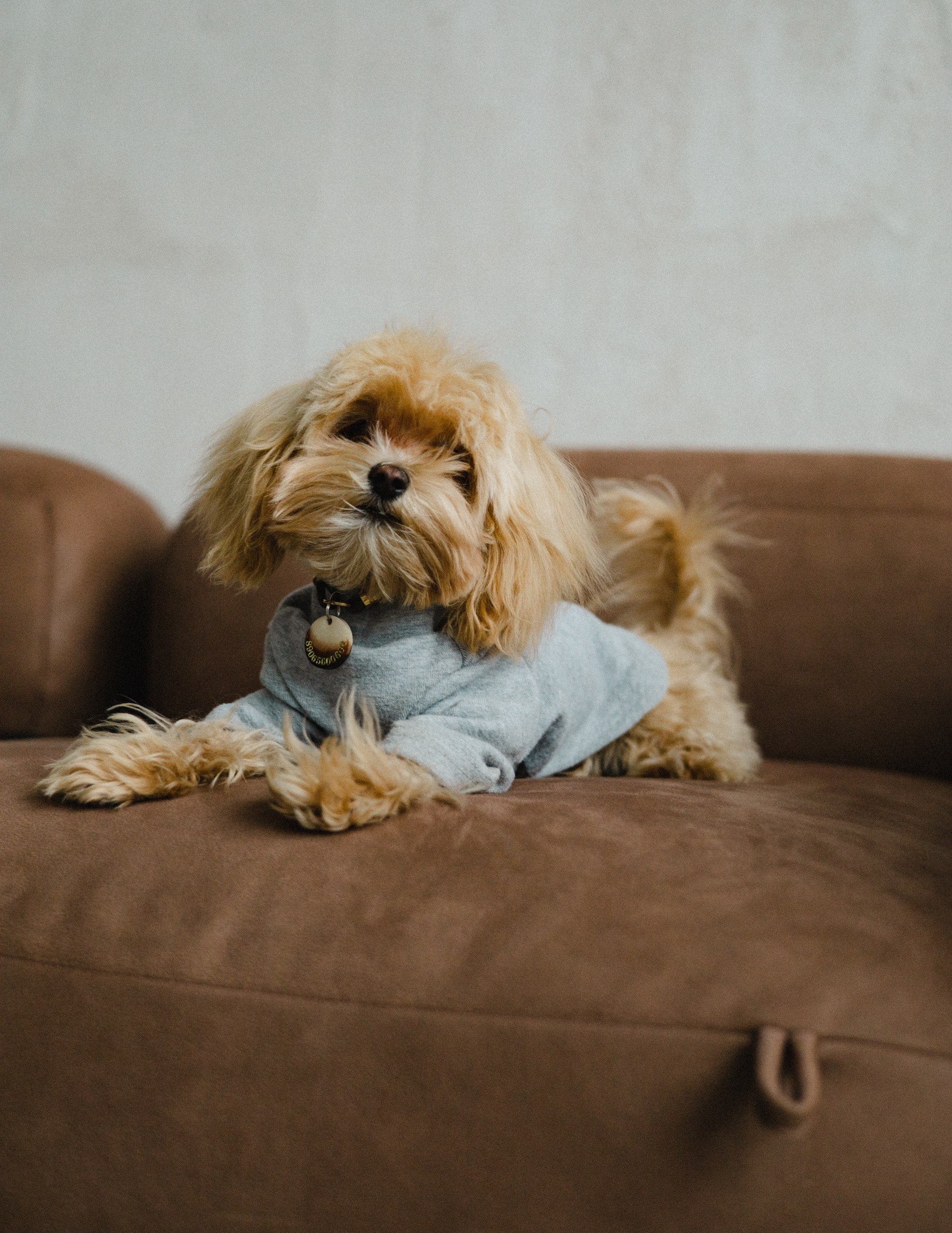 My pet -my friend. Фотограф Арина Демидова