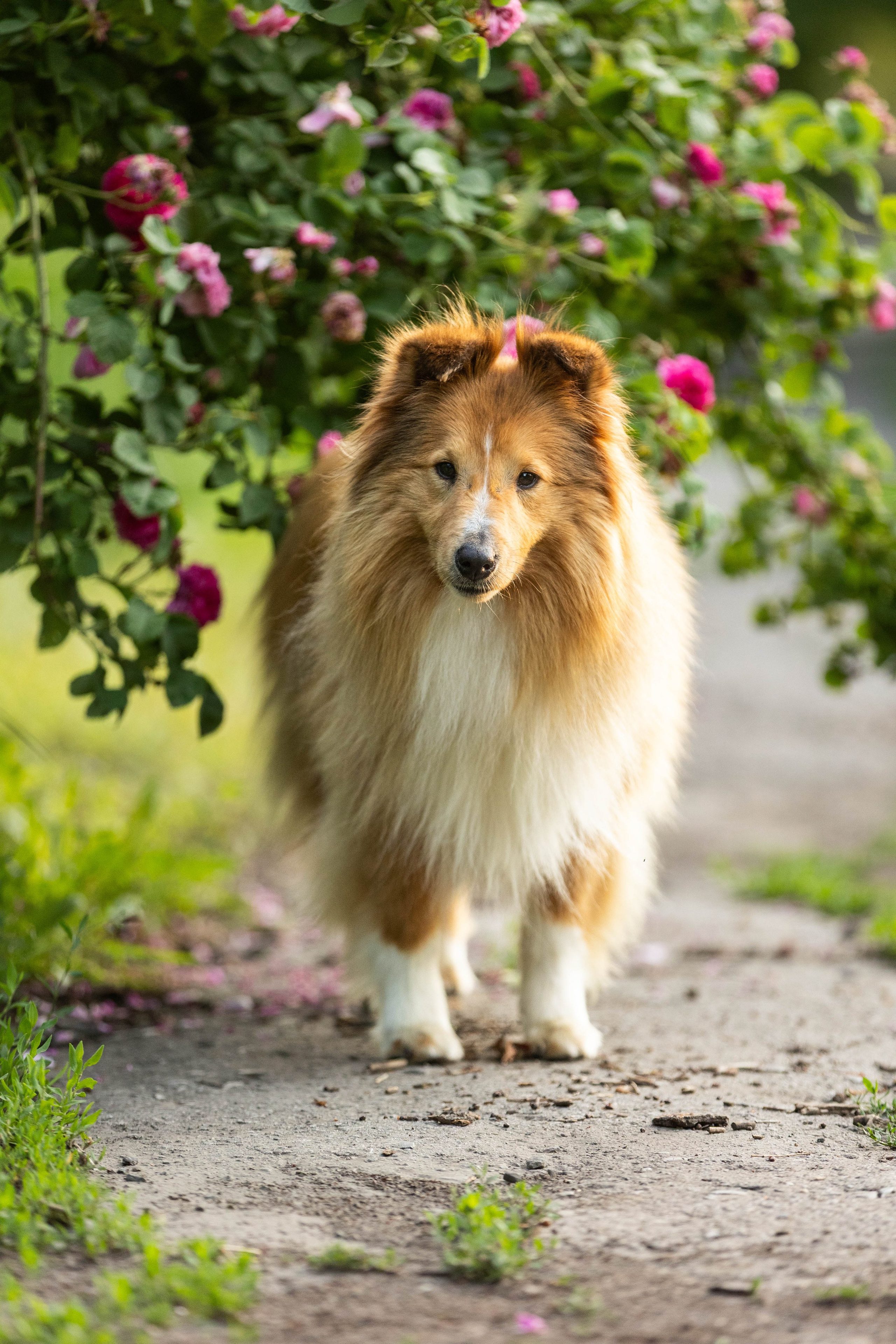 Сара и Лена. Фотограф-АниМалист Анна Абрамова