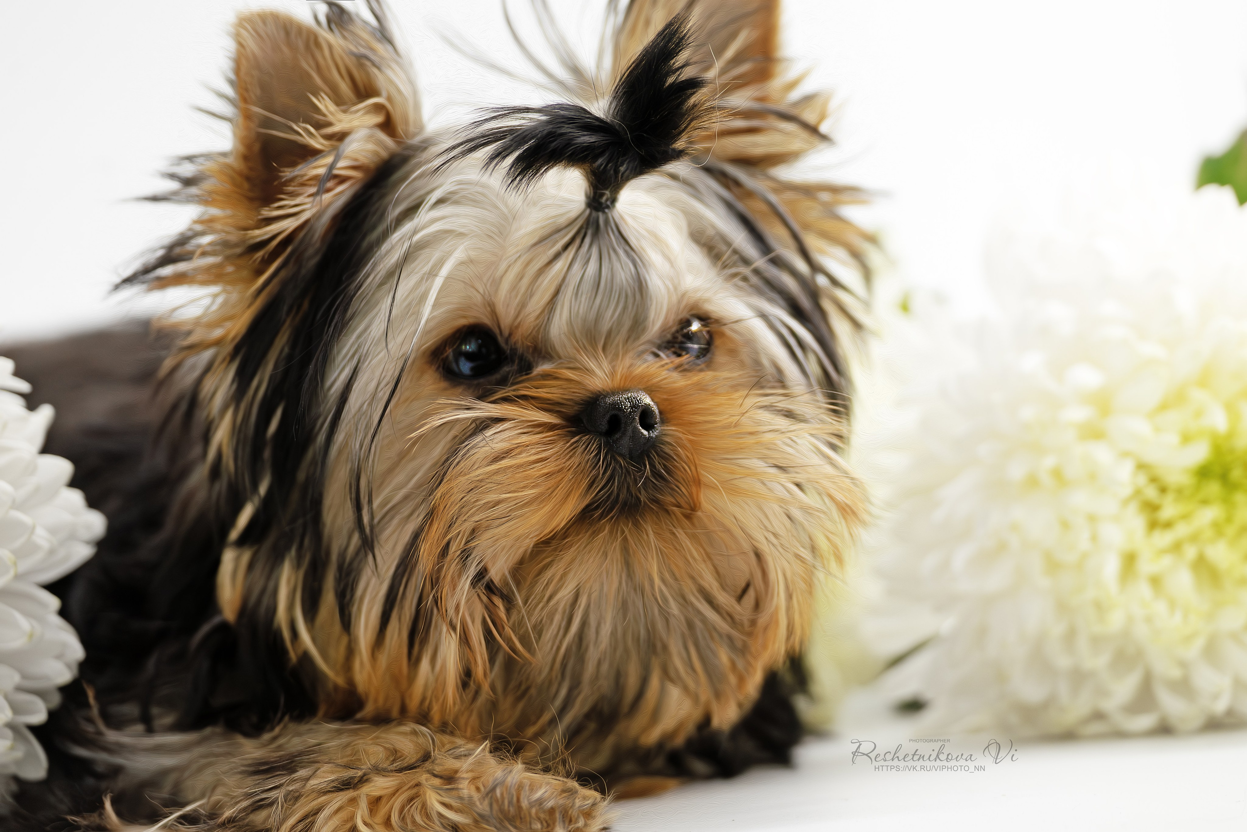 Собаки. Фотограф-анималист Нижний Новгород