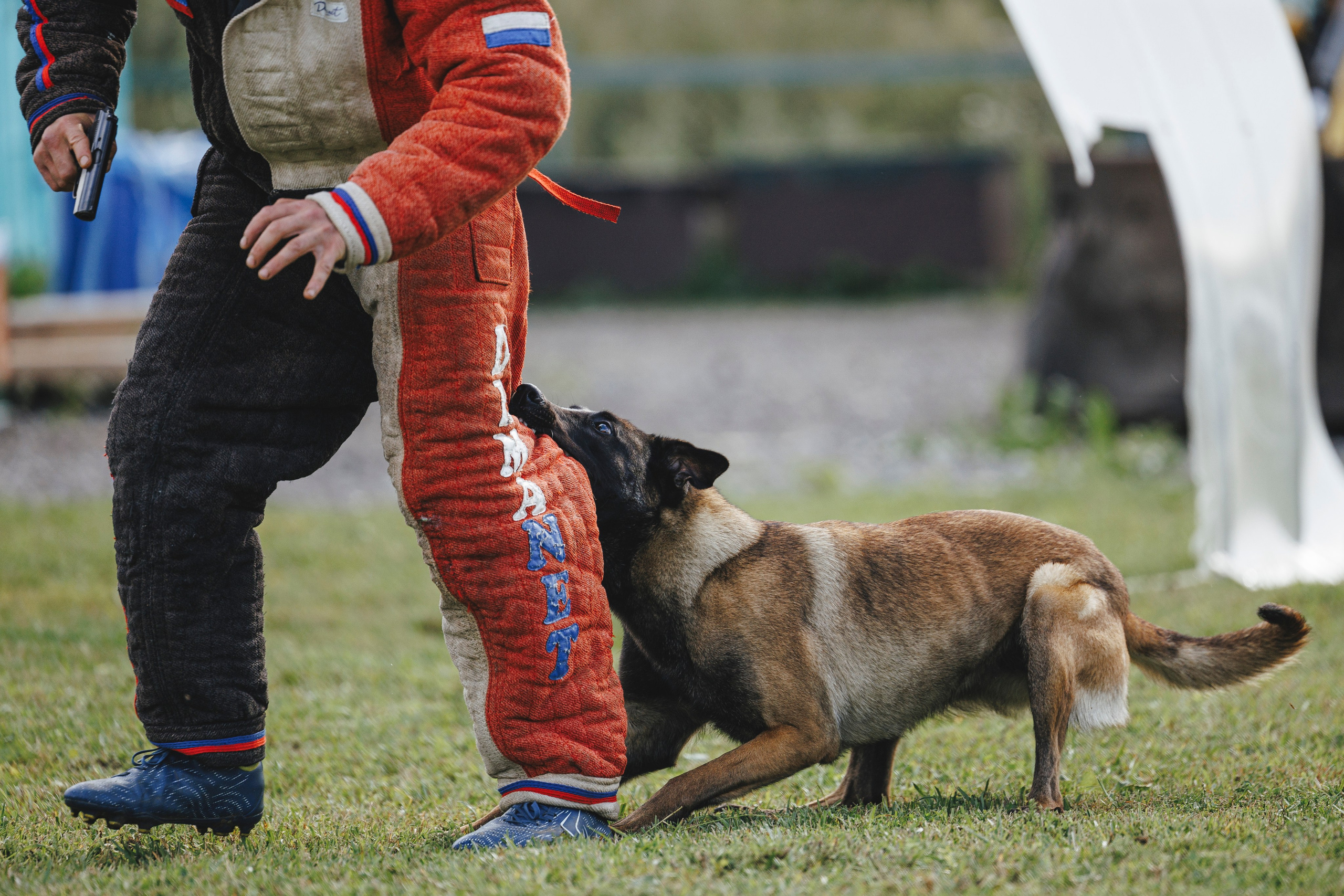 08.08.25-10.08.25 ЧР по мондьорингу г. Вологда. Фотограф-анималист Анна Маринич