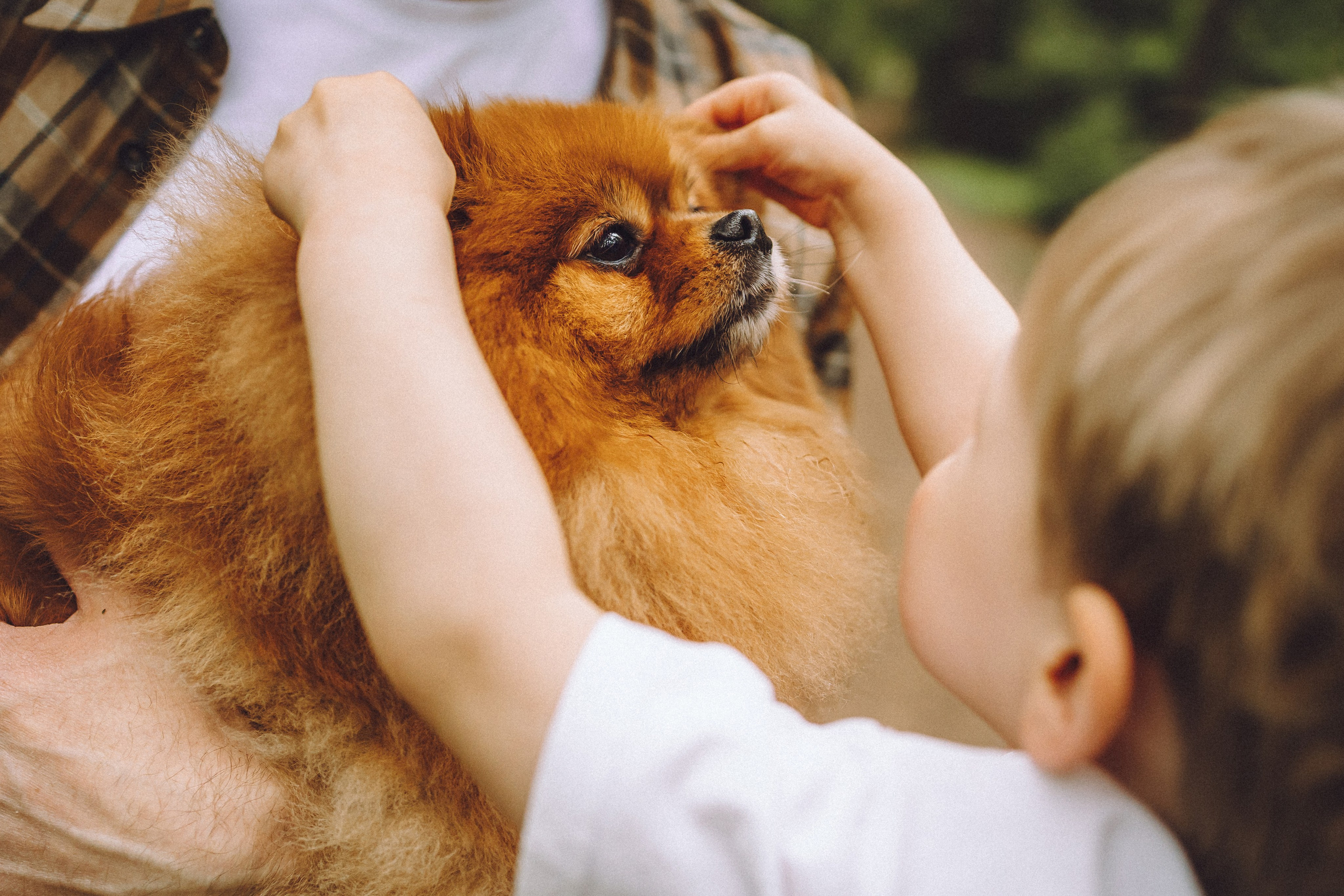Лорик и его семья