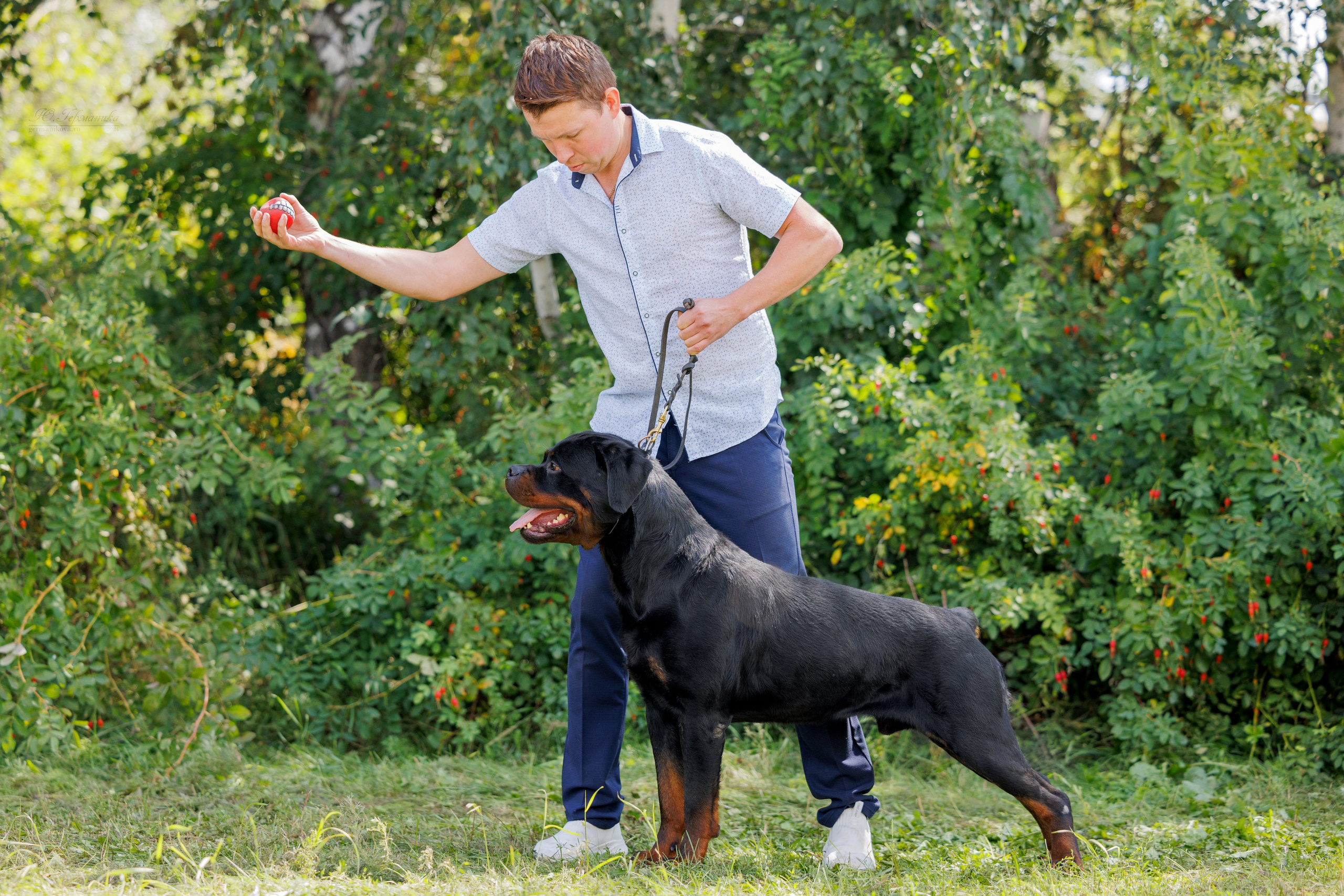 Астана 2хCACIB 17-18.08.2024. Фотограф-анималист Юлия Германика