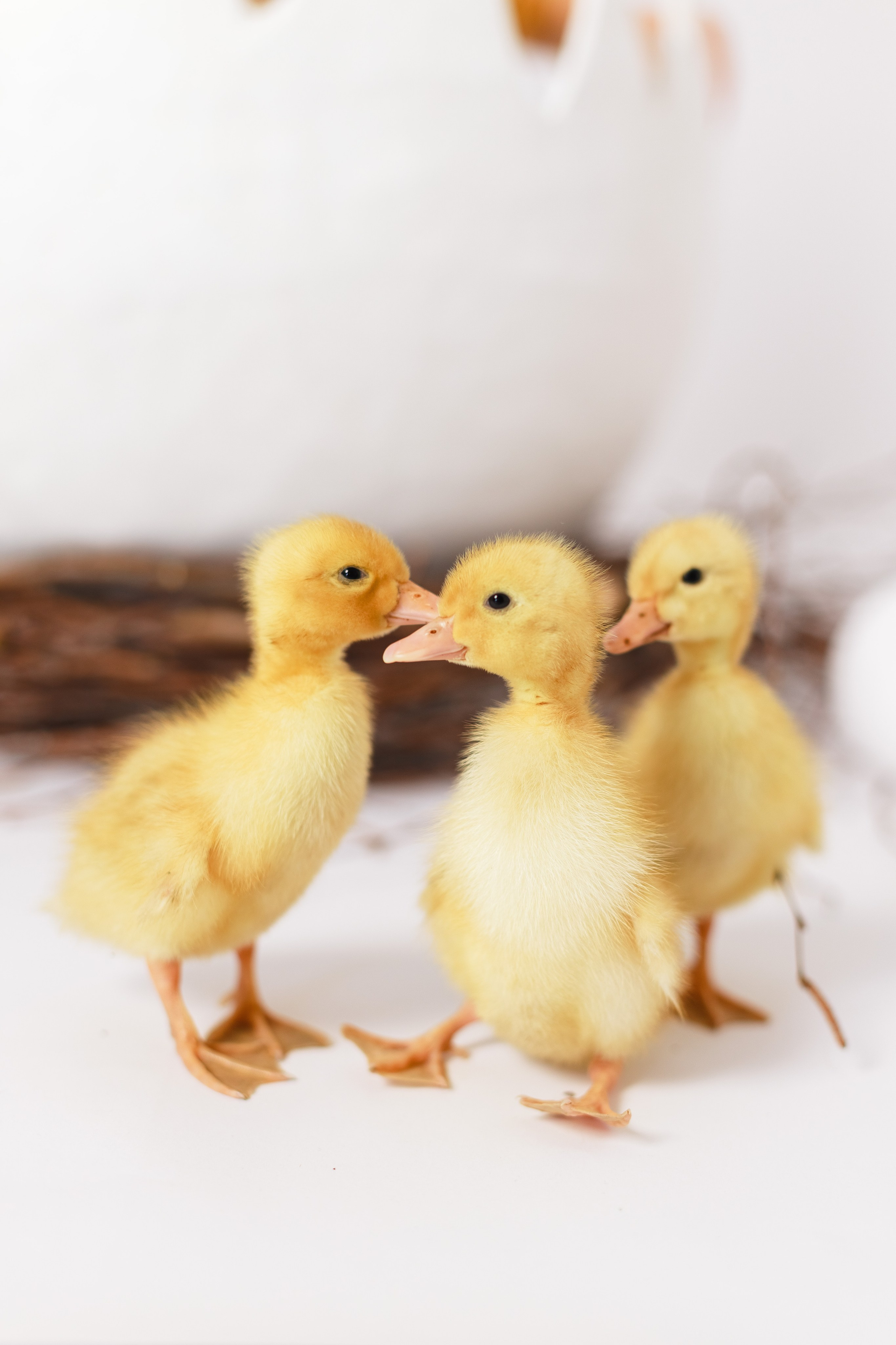 Фотосессия с утятами. Детский и семейный фотограф в Краснодаре Альбина Морозова