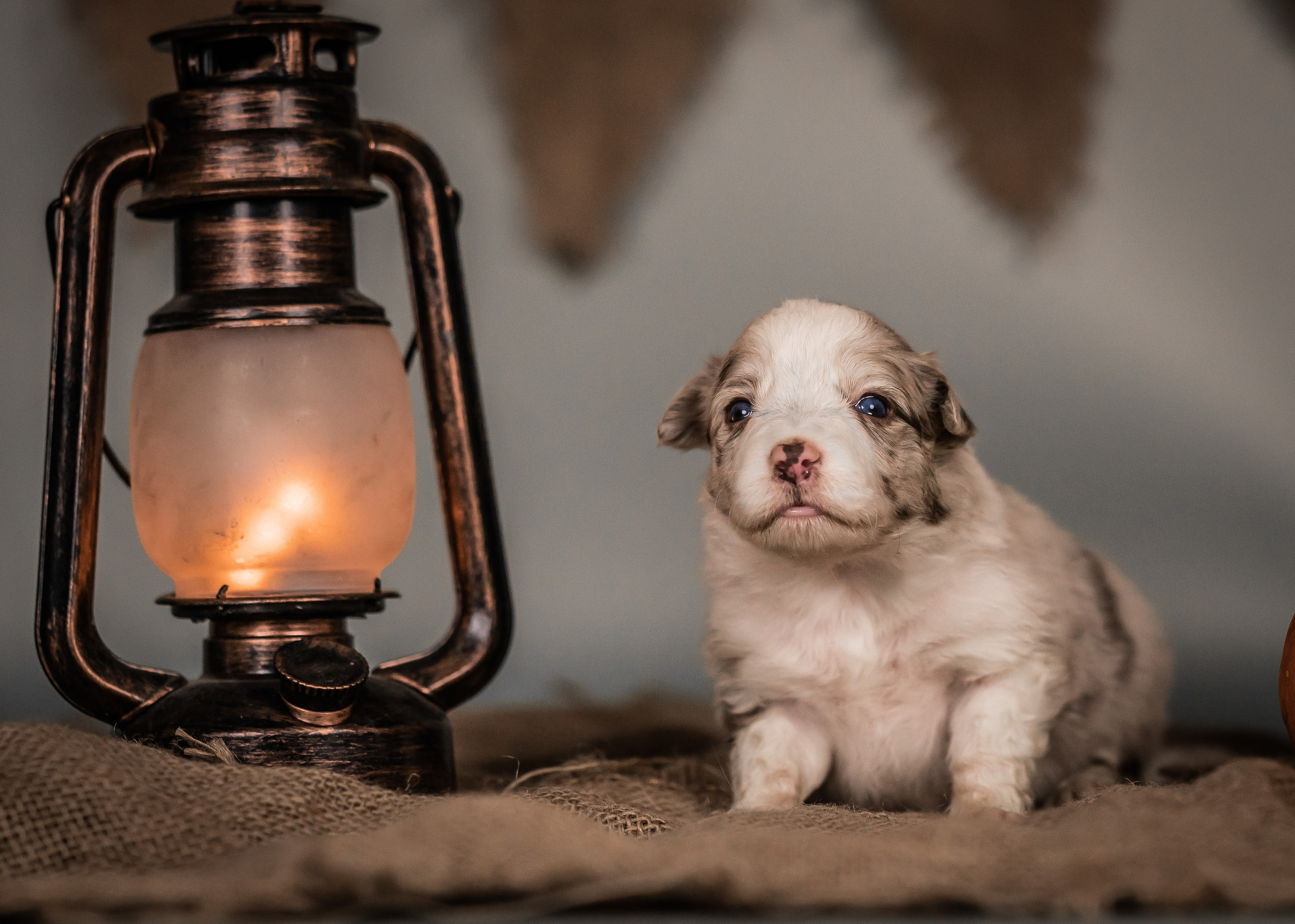 Фритсвит. Семейный фотограф Ефремова Виктория