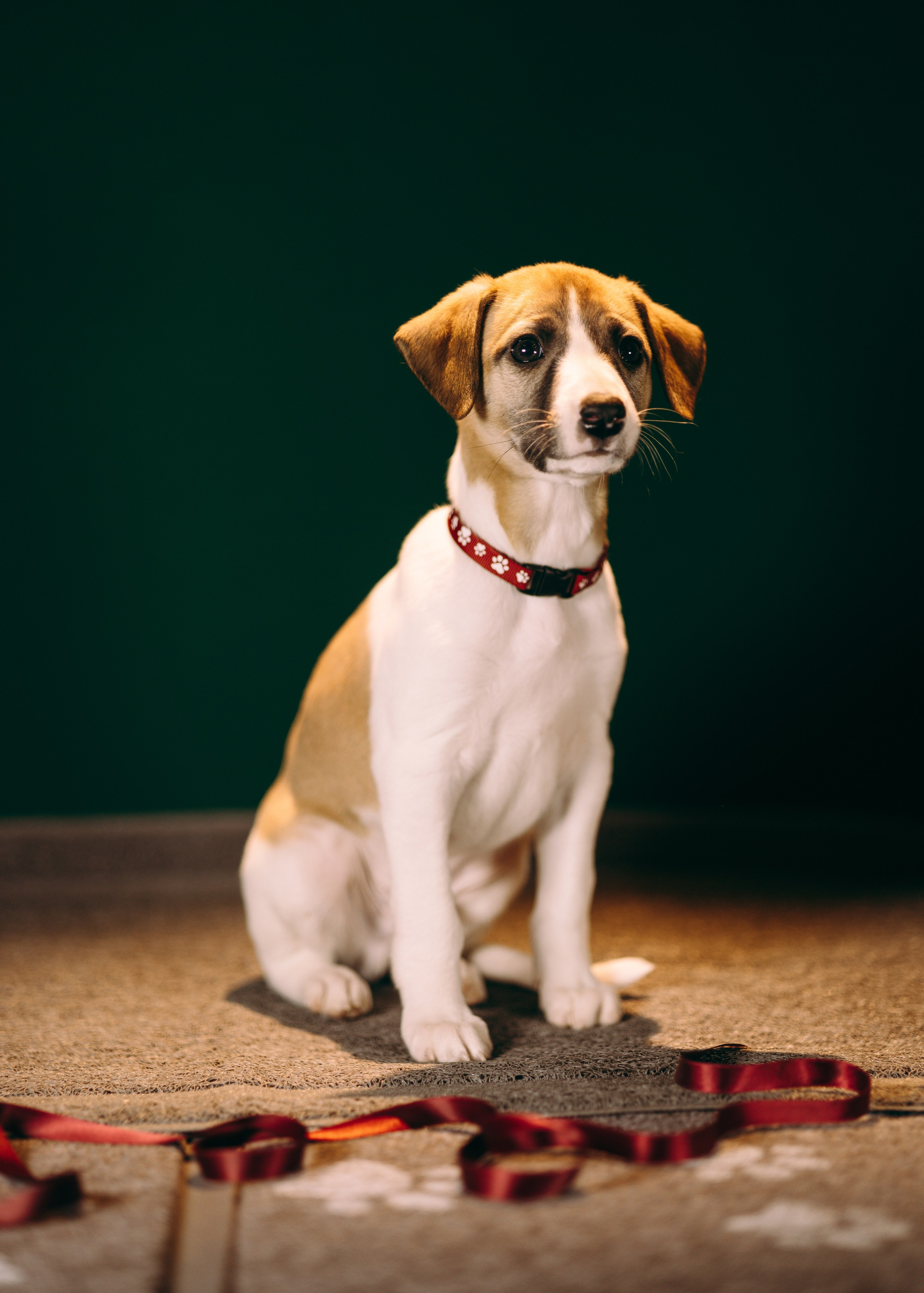 Щенки SL. Анна Самохина. Фотограф. Москва