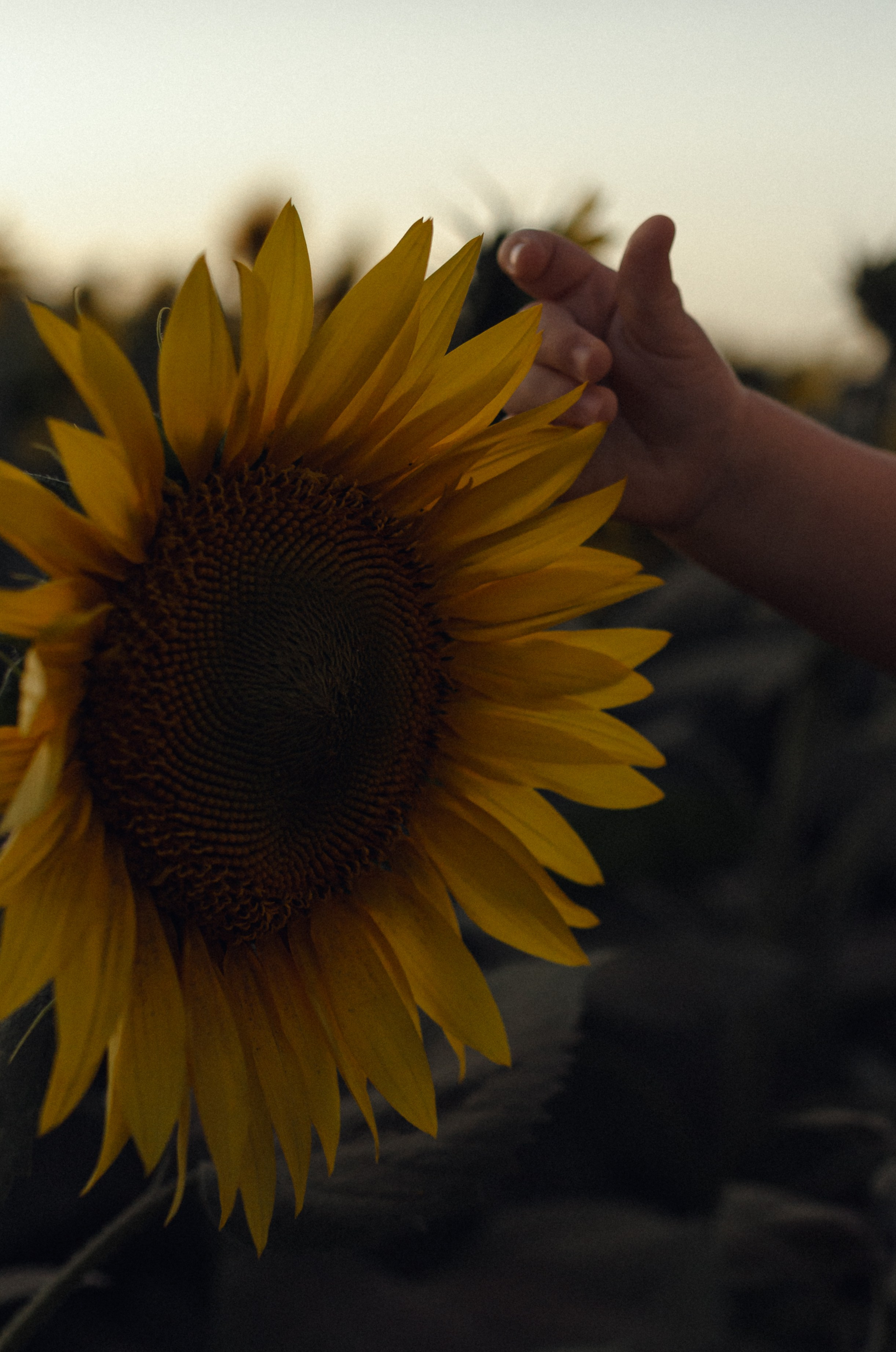 Никита, Юля и Василиса. Семейный фотограф в Барнауле Ирина Ястребова