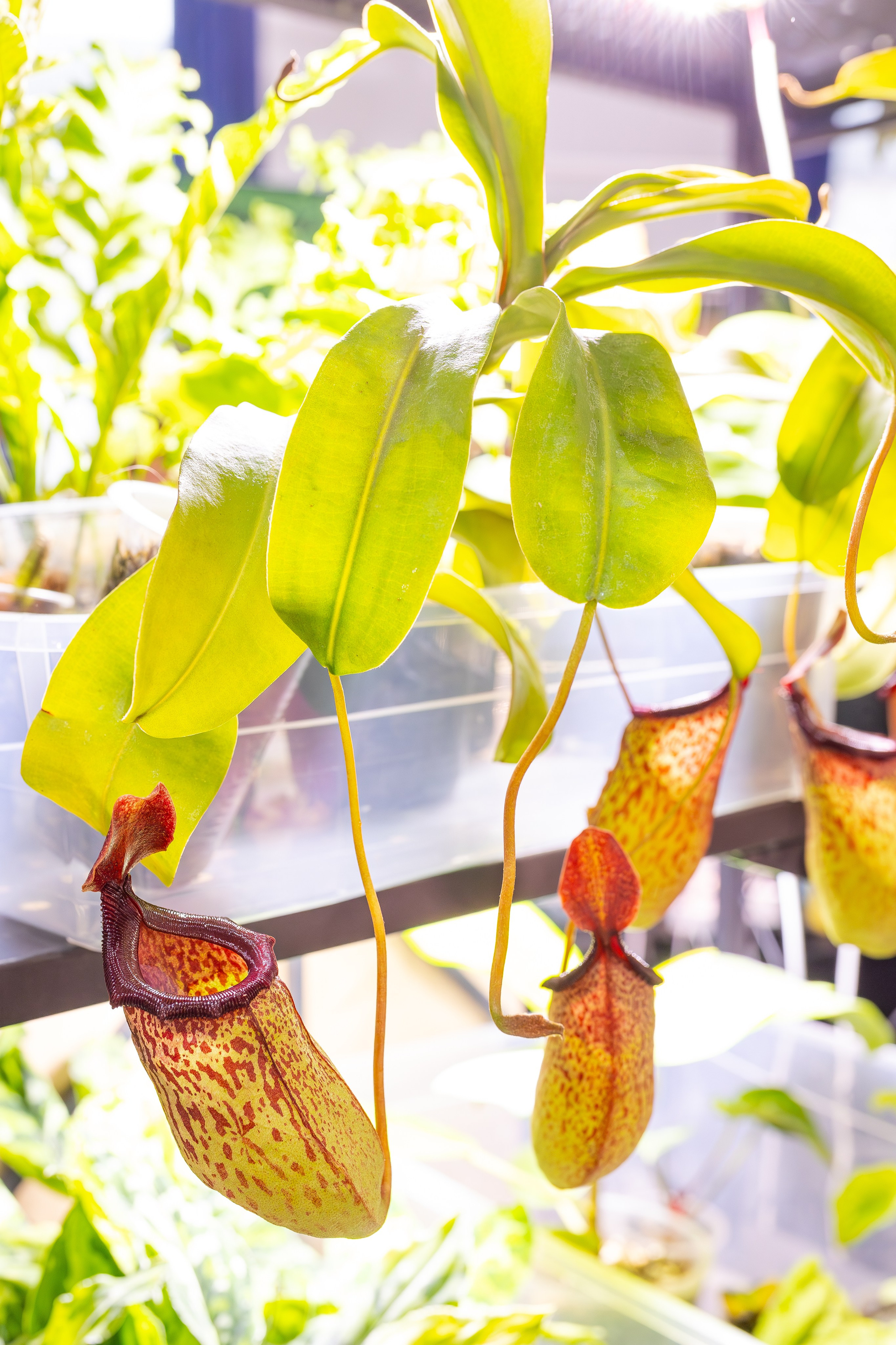 Монстериум 11–12 октября. Александра Куликова фотограф, Москва