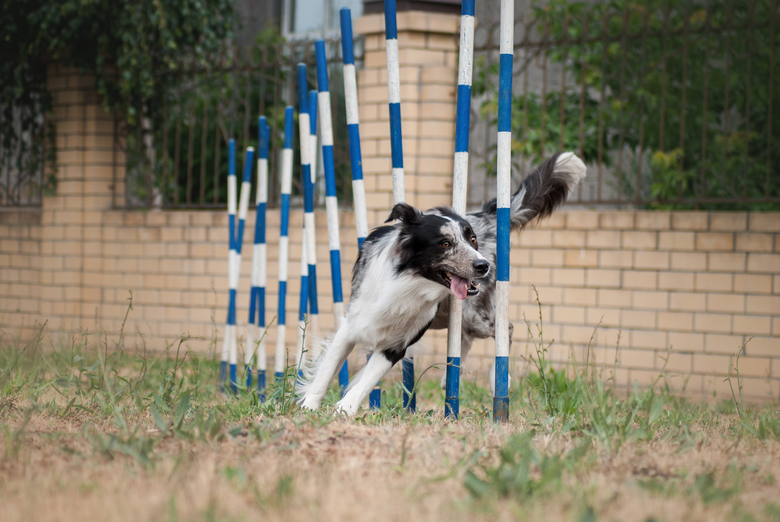 Аджилити. Фотограф в Тюмени Лизавета Сапицкая