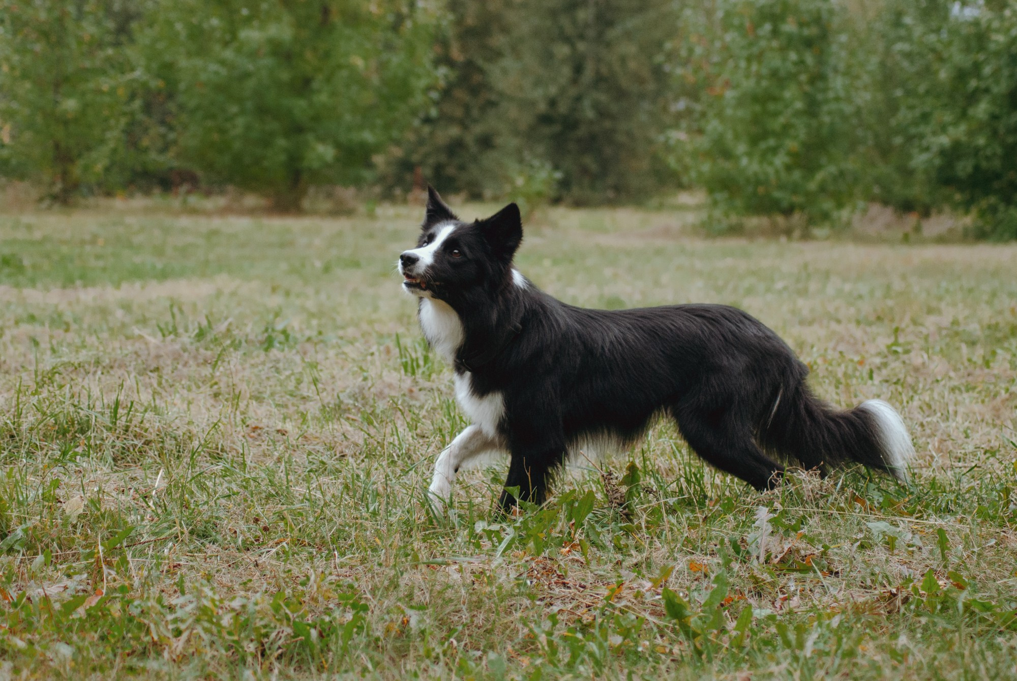 Макс. Фотограф в Тюмени Лизавета Сапицкая