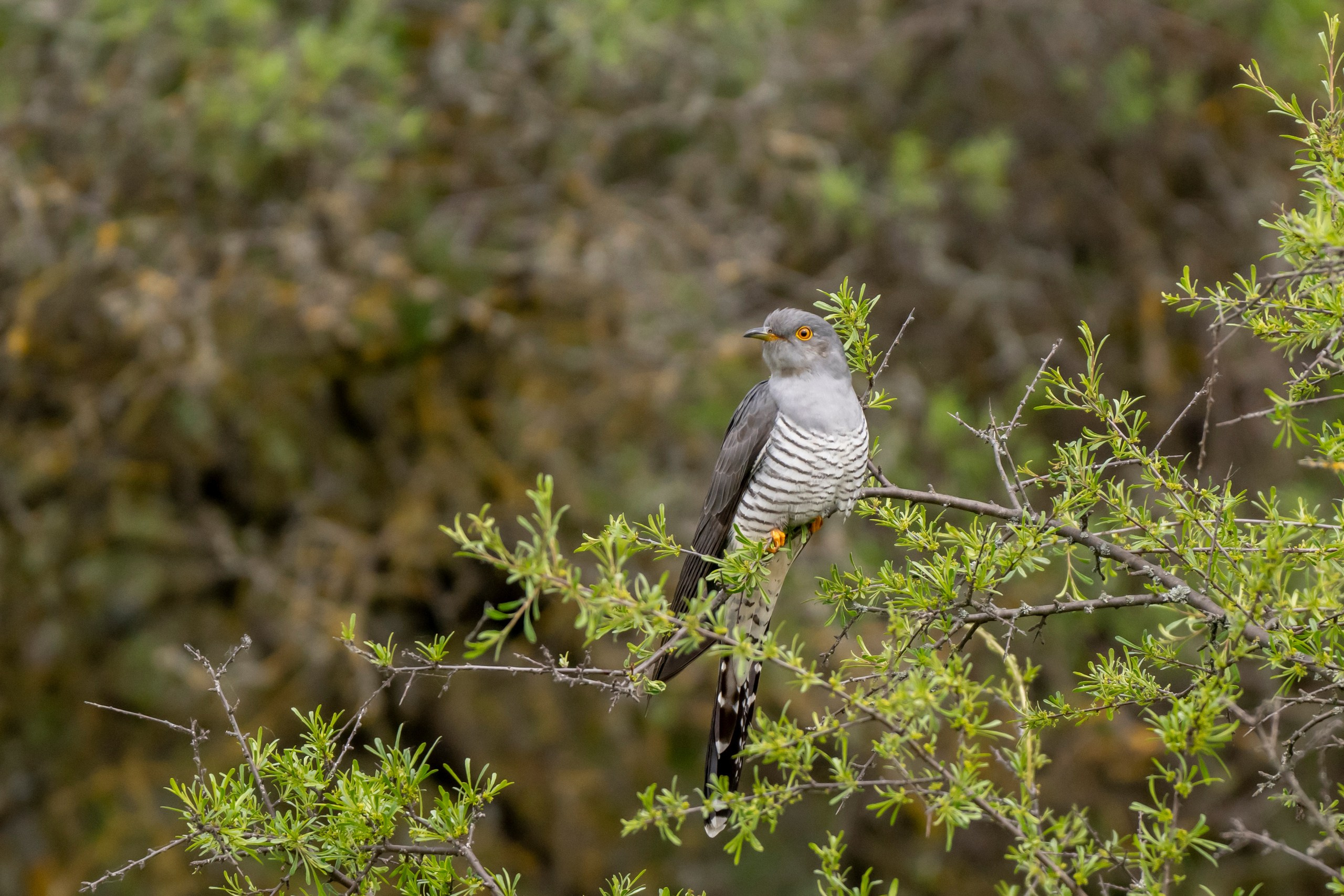 Дикая природа Дагестана. Май 2025 г. Foto-Zuev фотография как искусство