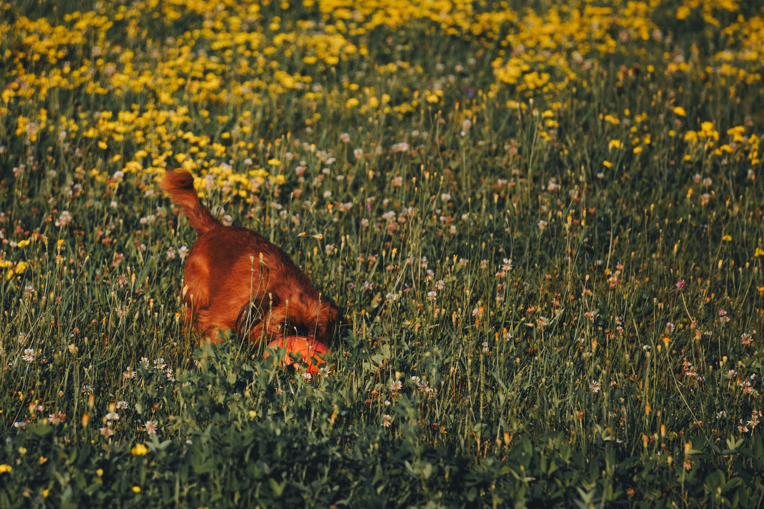 Катя и Яшма. Фотограф-анималист Ксения Воробьева, Москва
