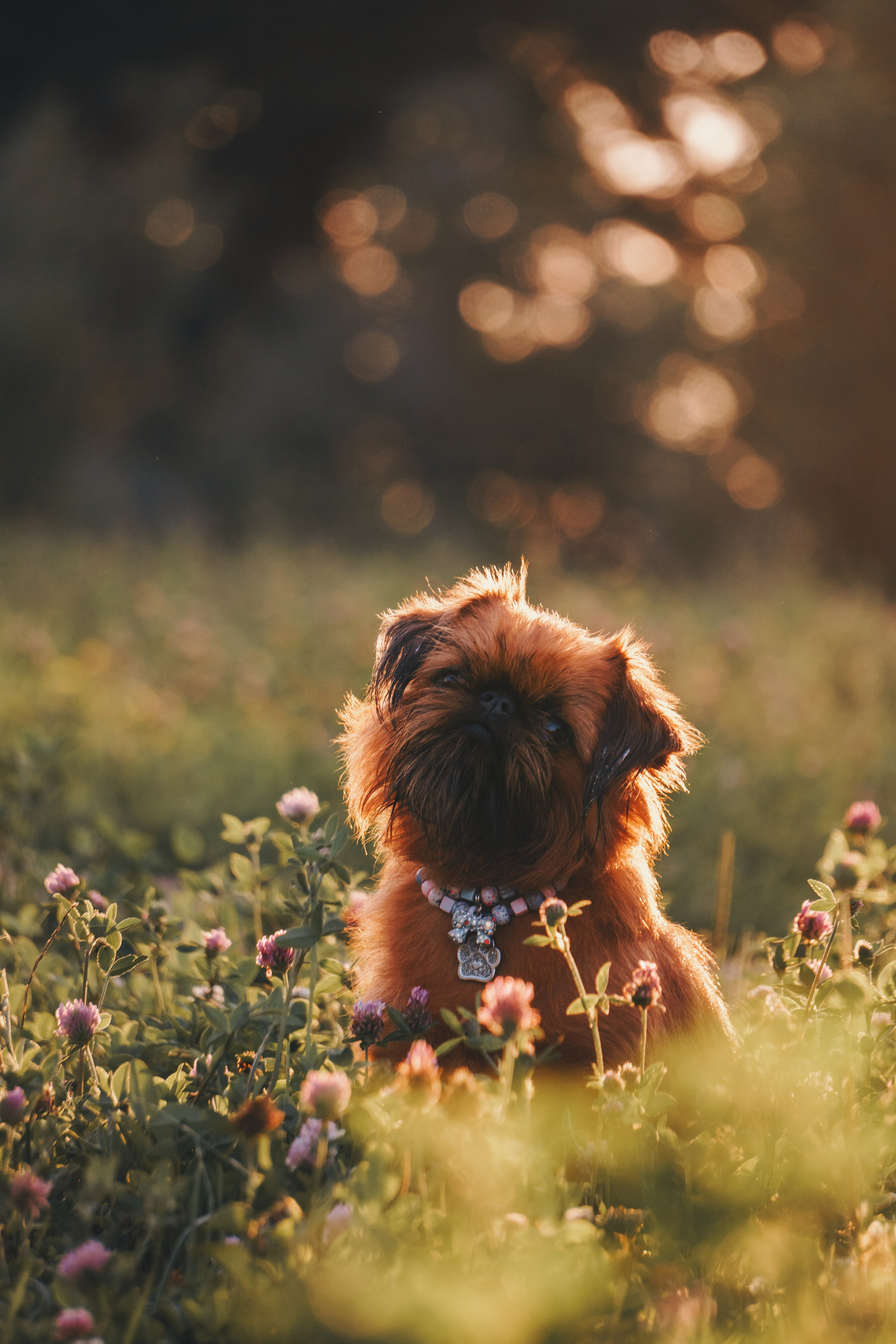 Катя и Яшма. Фотограф-анималист Ксения Воробьева, Москва
