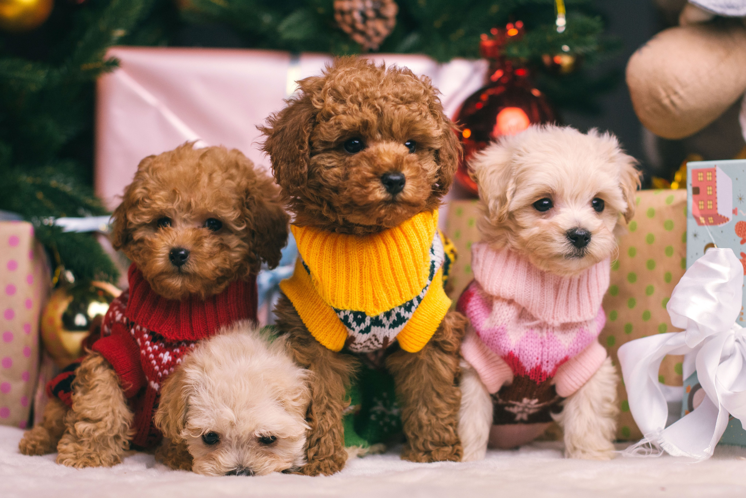 Той-пудели новогодняя фотосессия. Фотограф собак, анималист в Москве Кира Яковлева