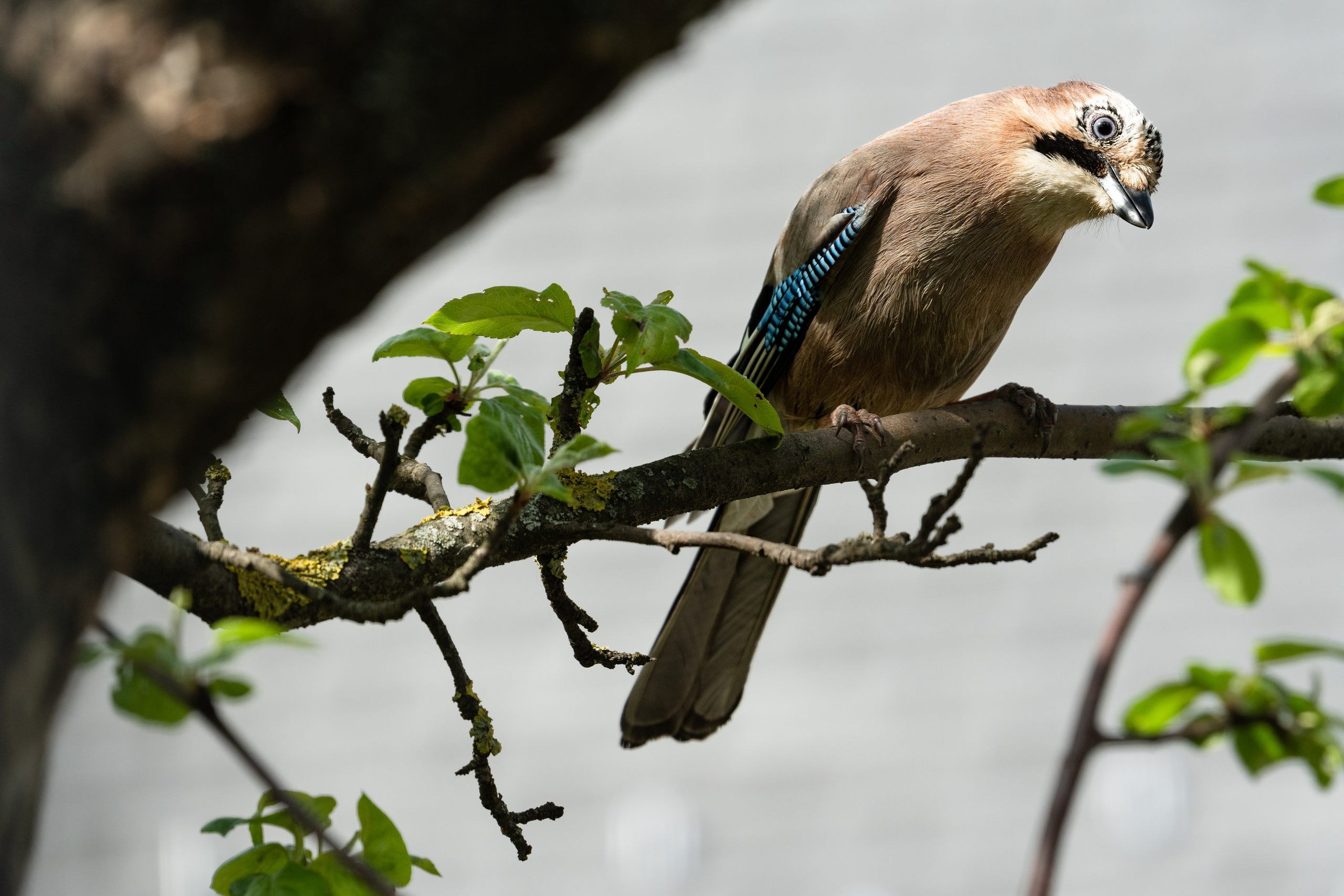 Фотосъемка животных и птиц. Интерьерный и архитектурный фотограф в Москве Панова Ольга