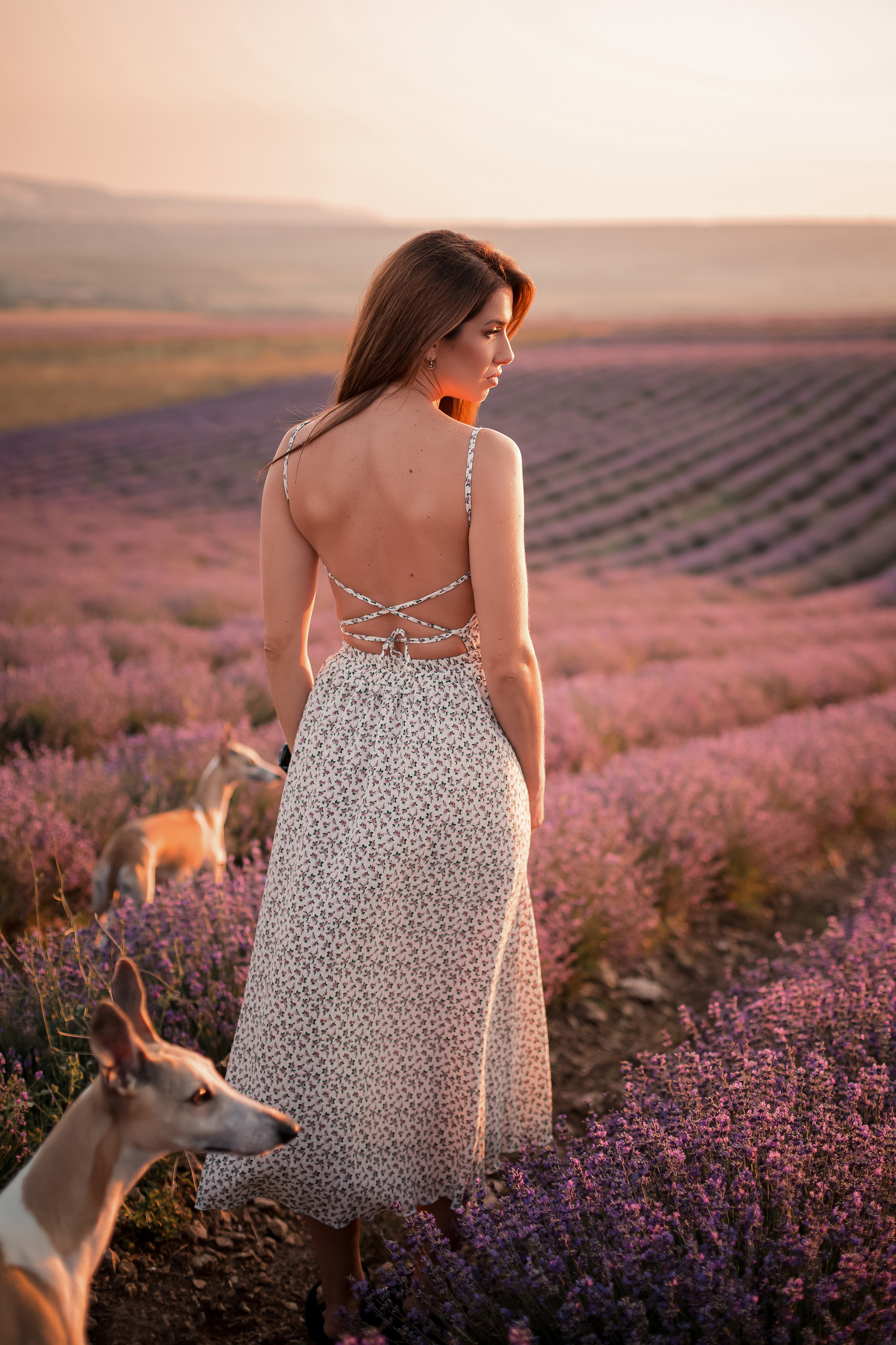 Уиппеты на лавандовом поле в Крыму. Фотограф-анималист в Краснодаре Маша Мельникова