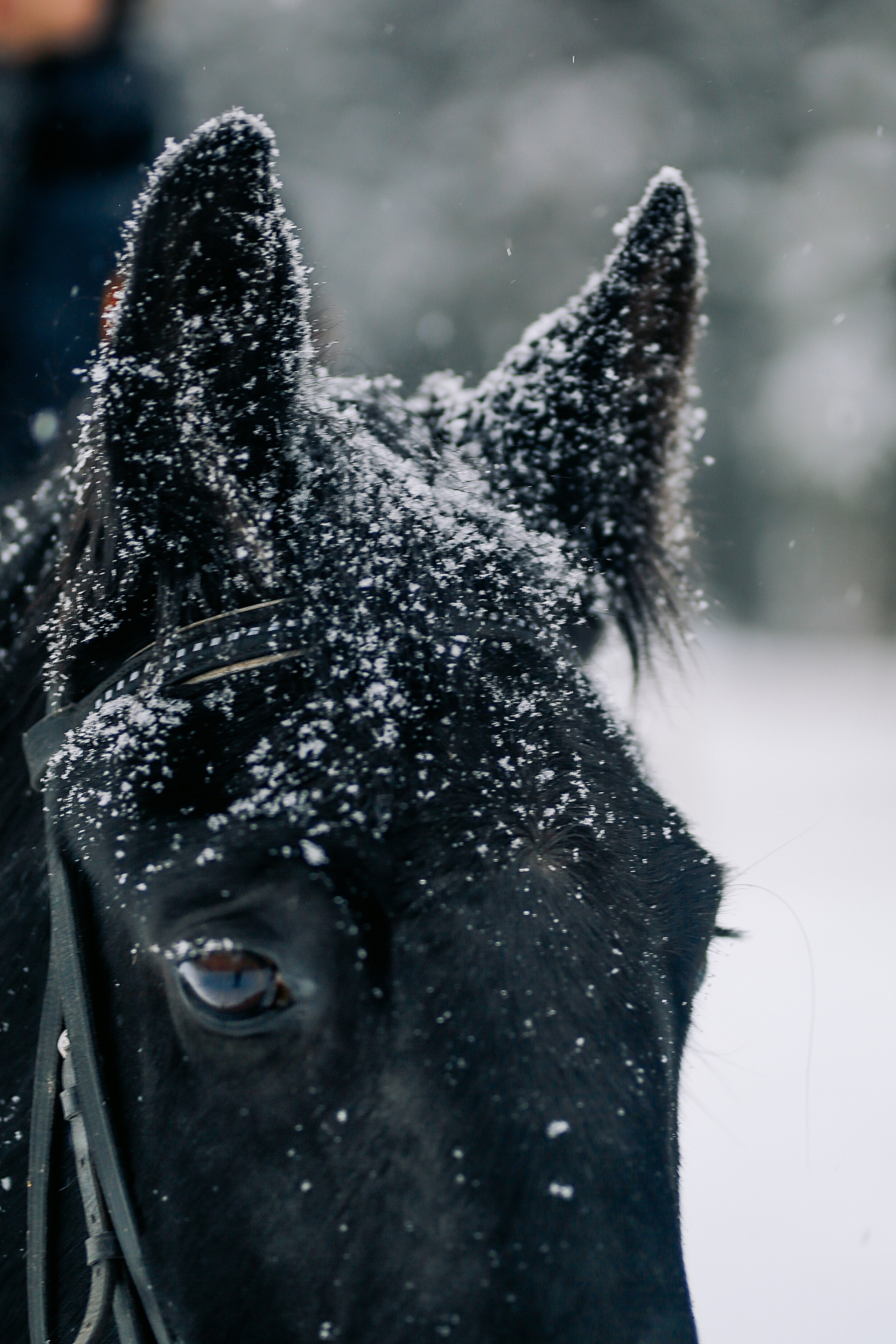 С лошадками. Фотограф Анастасия Залевская