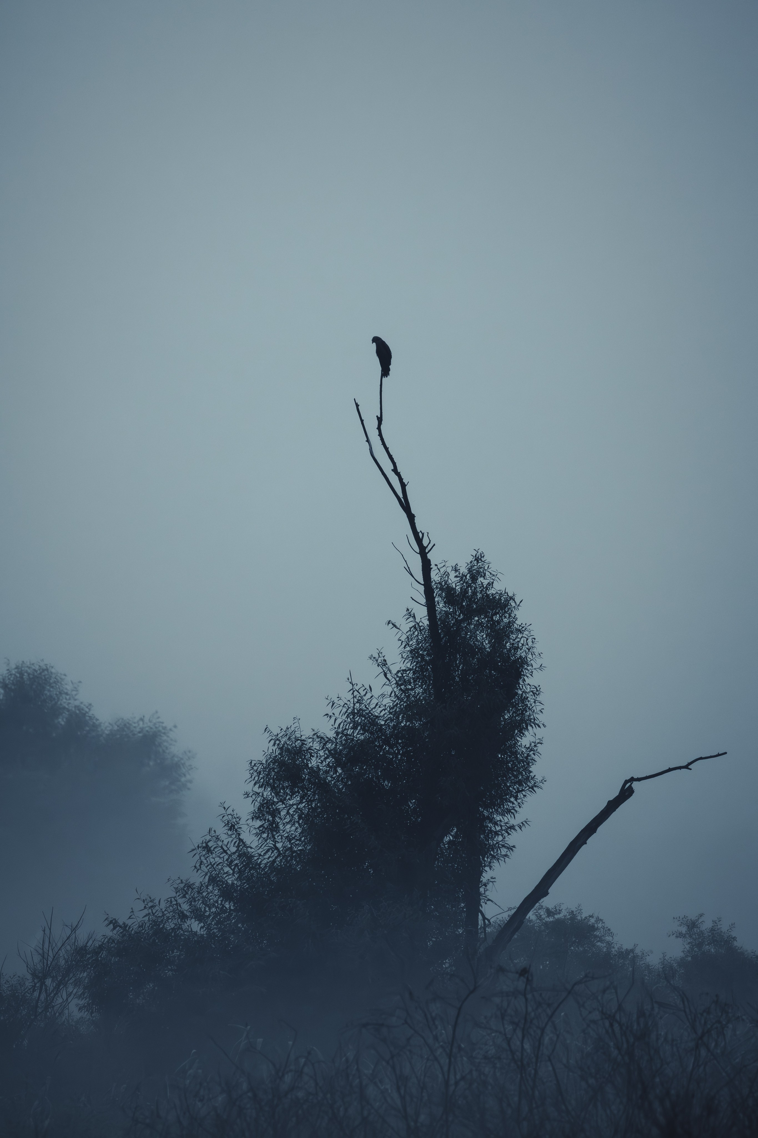 Lipetsk 2025. Anton Chernov | Wildlife photographer