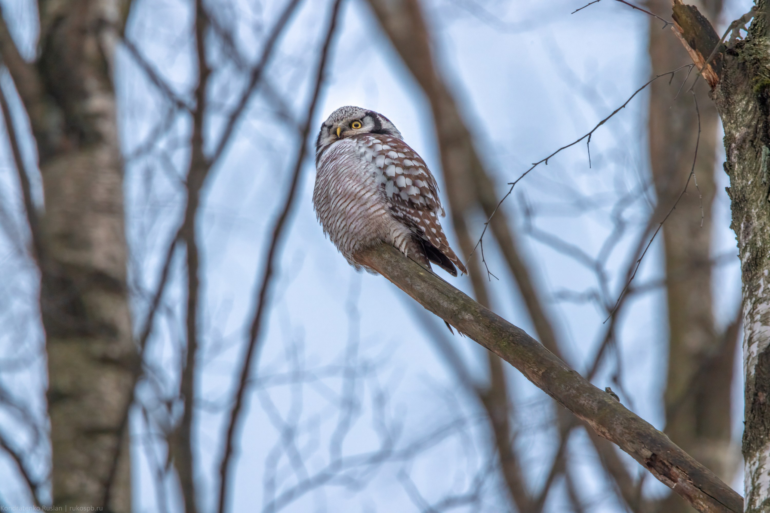 Ястребиная сова. Архитектурный и пейзажный фотограф Кондратенко Руслан, Санкт-Петербург