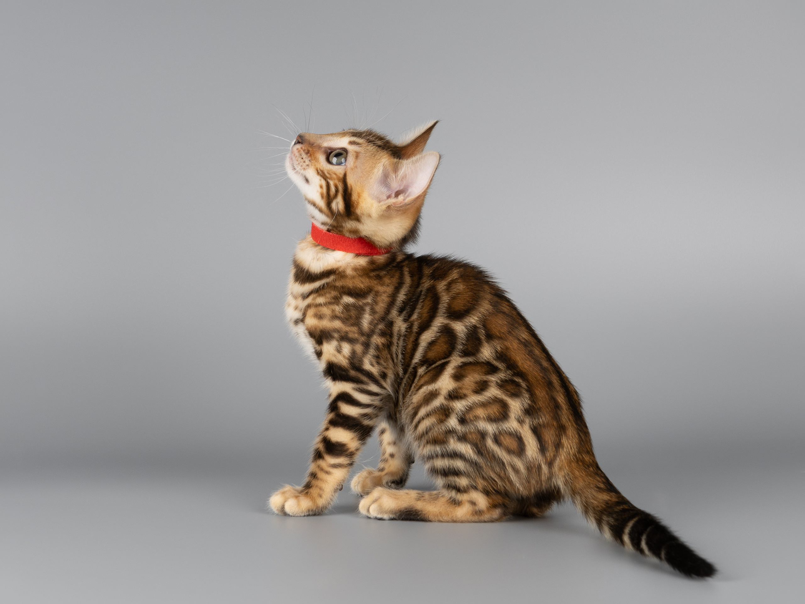 Бенгальские котята (студия). Фотограф-анималист в Москве, МО и Владимире