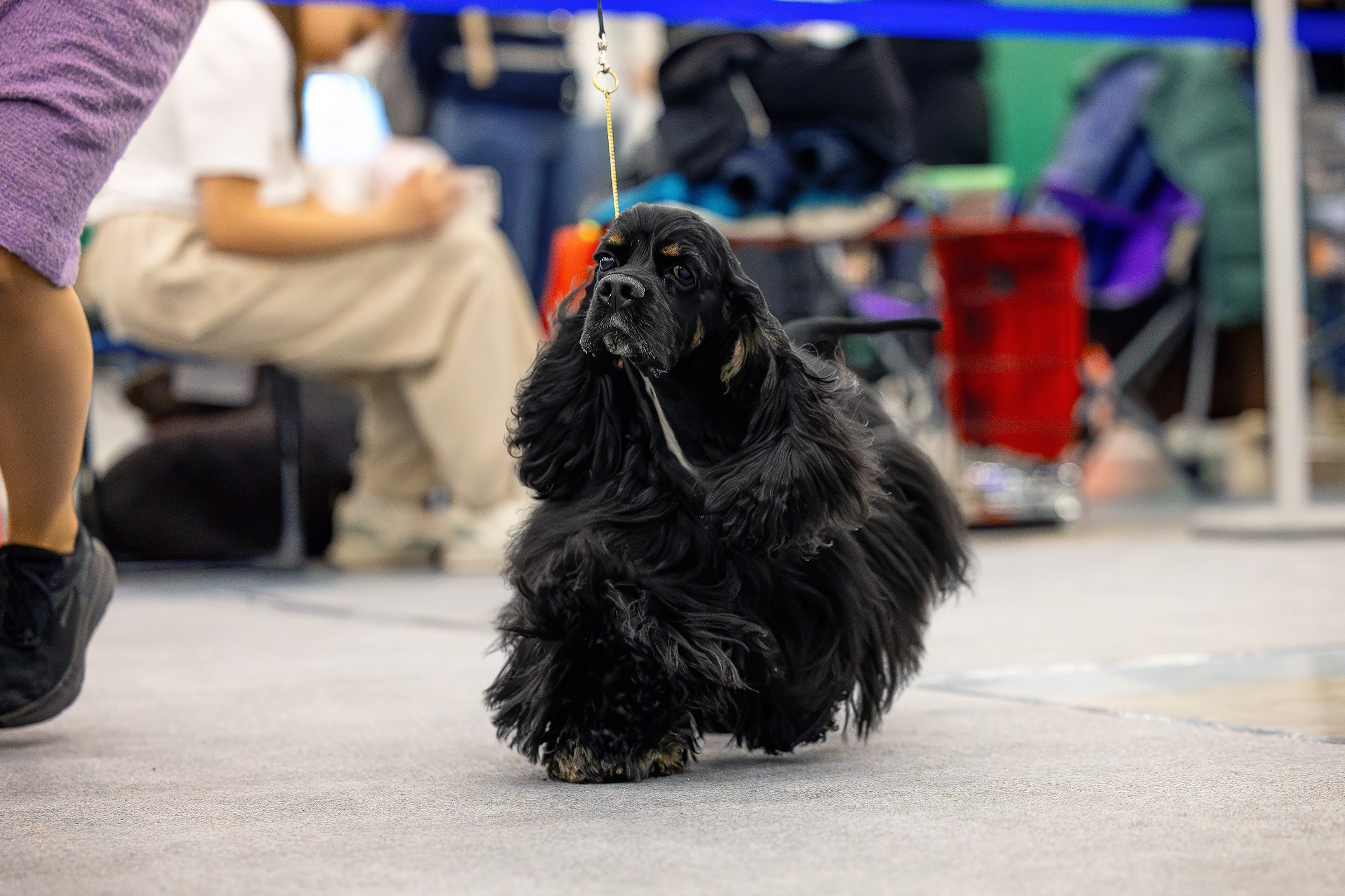 26–27 апреля 2025, Выставка РКФ, г. Санкт-Петербург. Htykk_photo