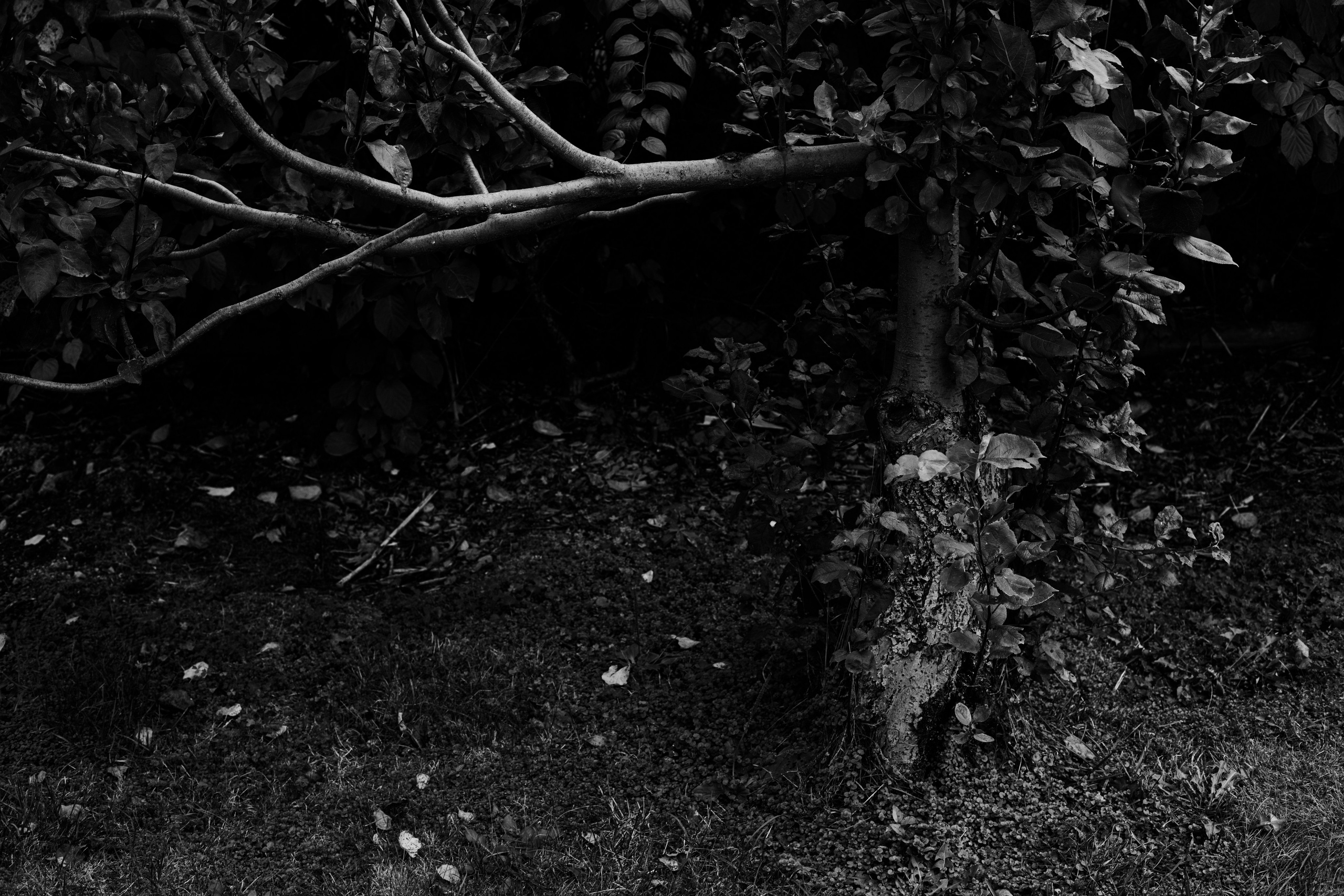 Portfolio. @beingabird.photography