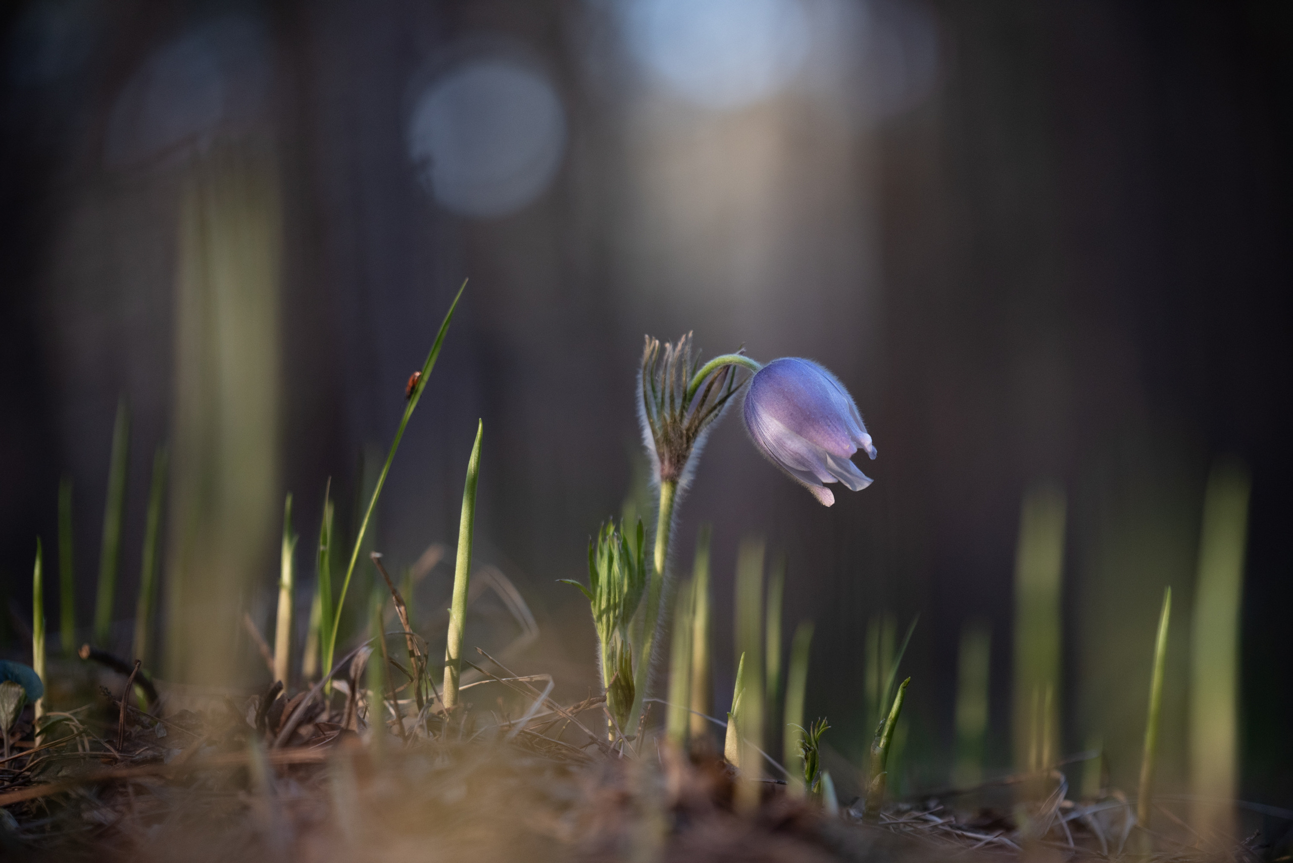 Природный фотограф в Казани. Спортивный и репортажный фотограф Рустам Афлятунов в Казани