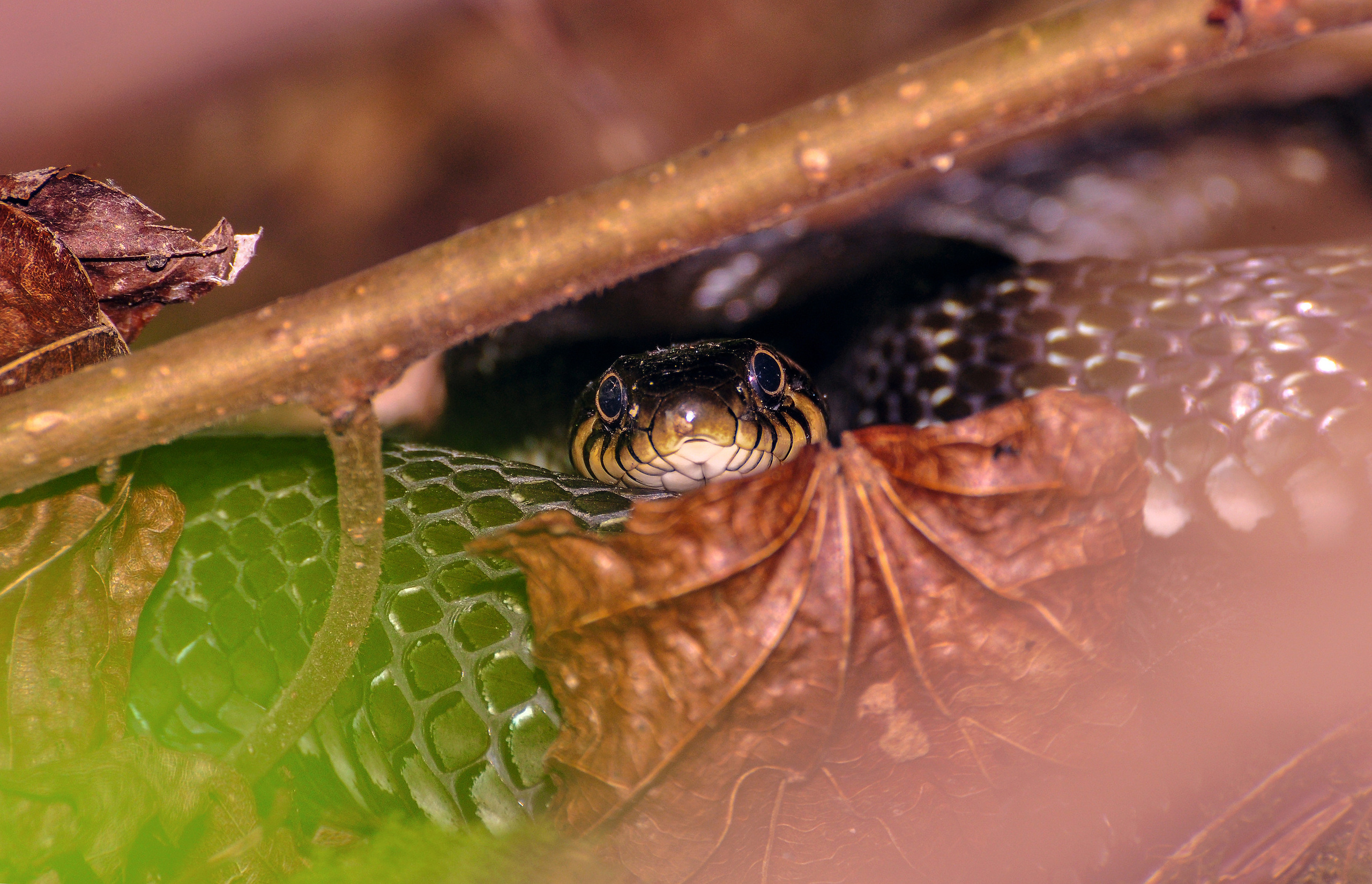 Природный фотограф в Казани. Спортивный и репортажный фотограф Рустам Афлятунов в Казани